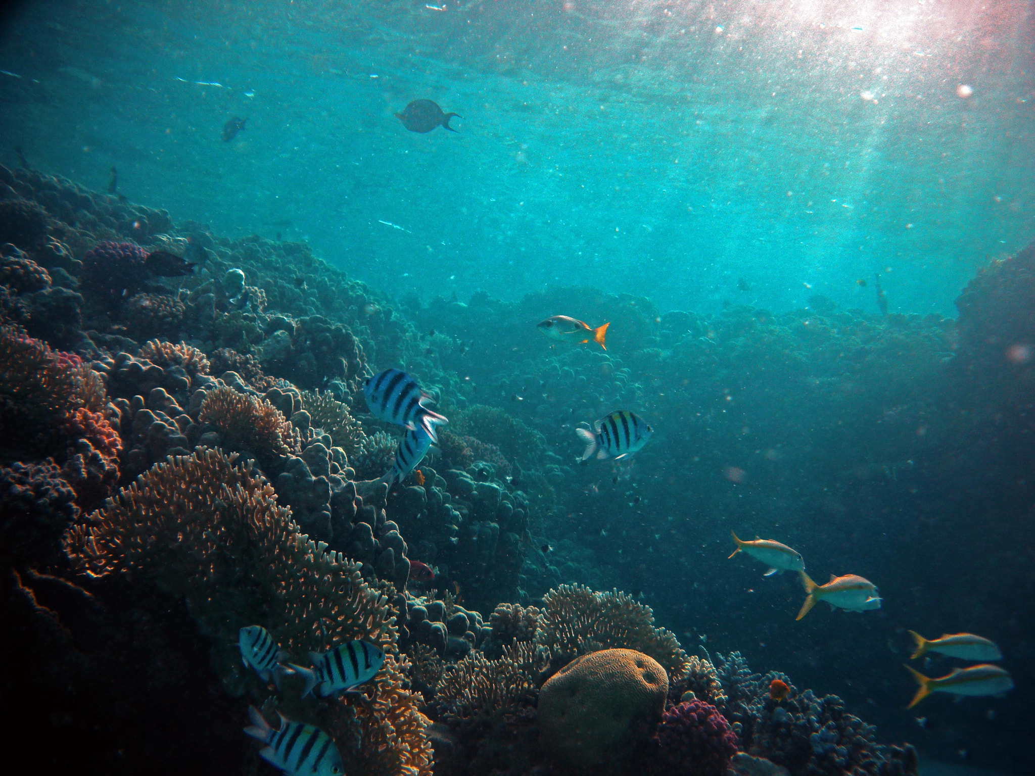 Nikon Coolpix S560 sample photo. Red sea fishes and underwater landscapes photography