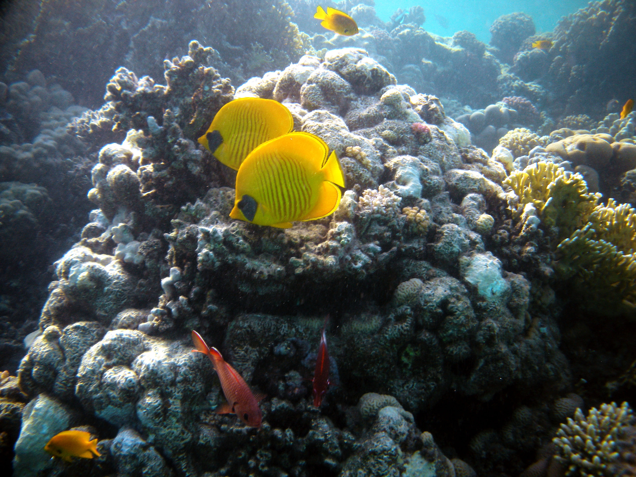 Nikon Coolpix S560 sample photo. Red sea fishes and underwater landscapes photography