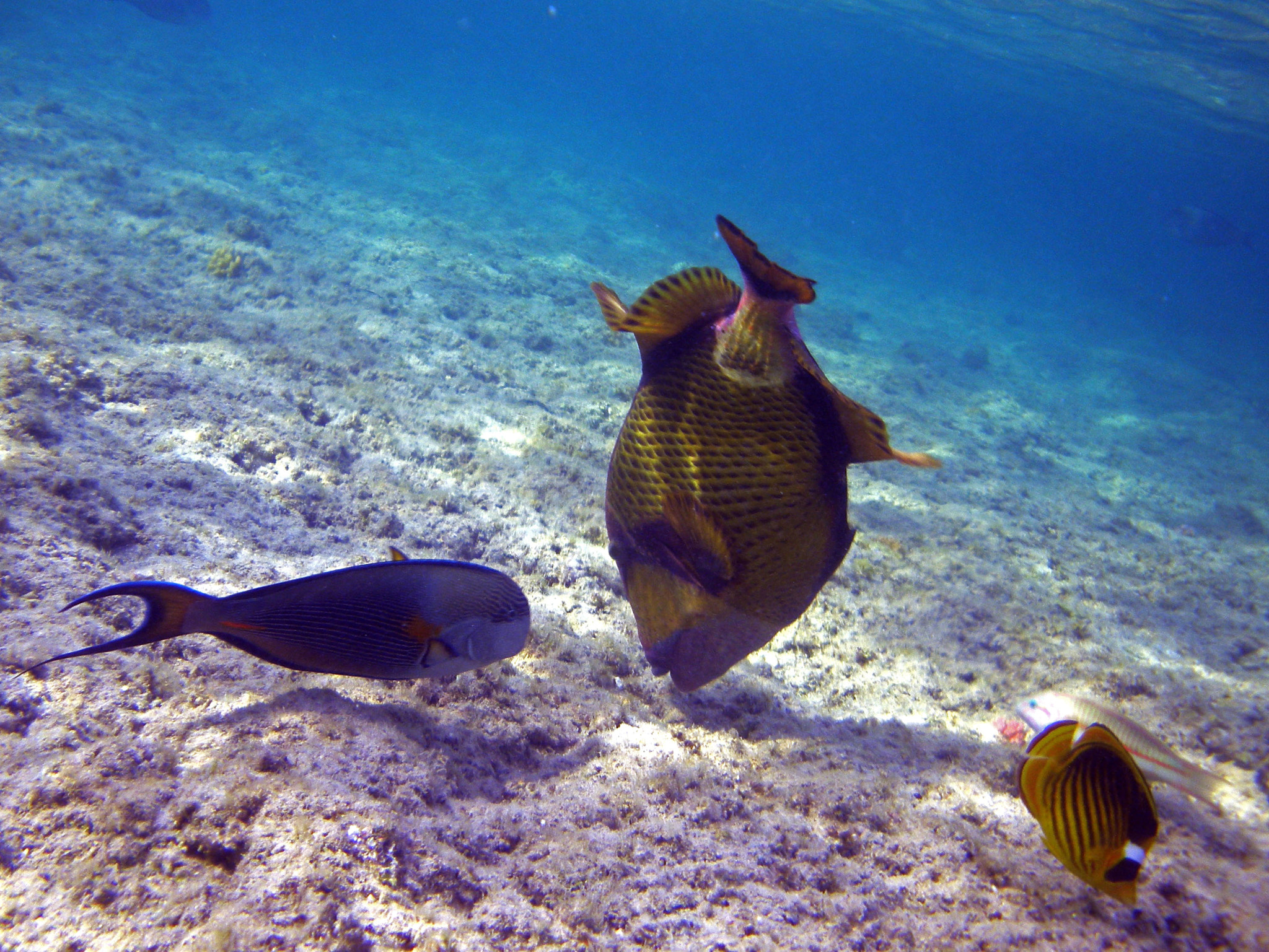 Nikon Coolpix S560 sample photo. Red sea fishes and underwater landscapes photography