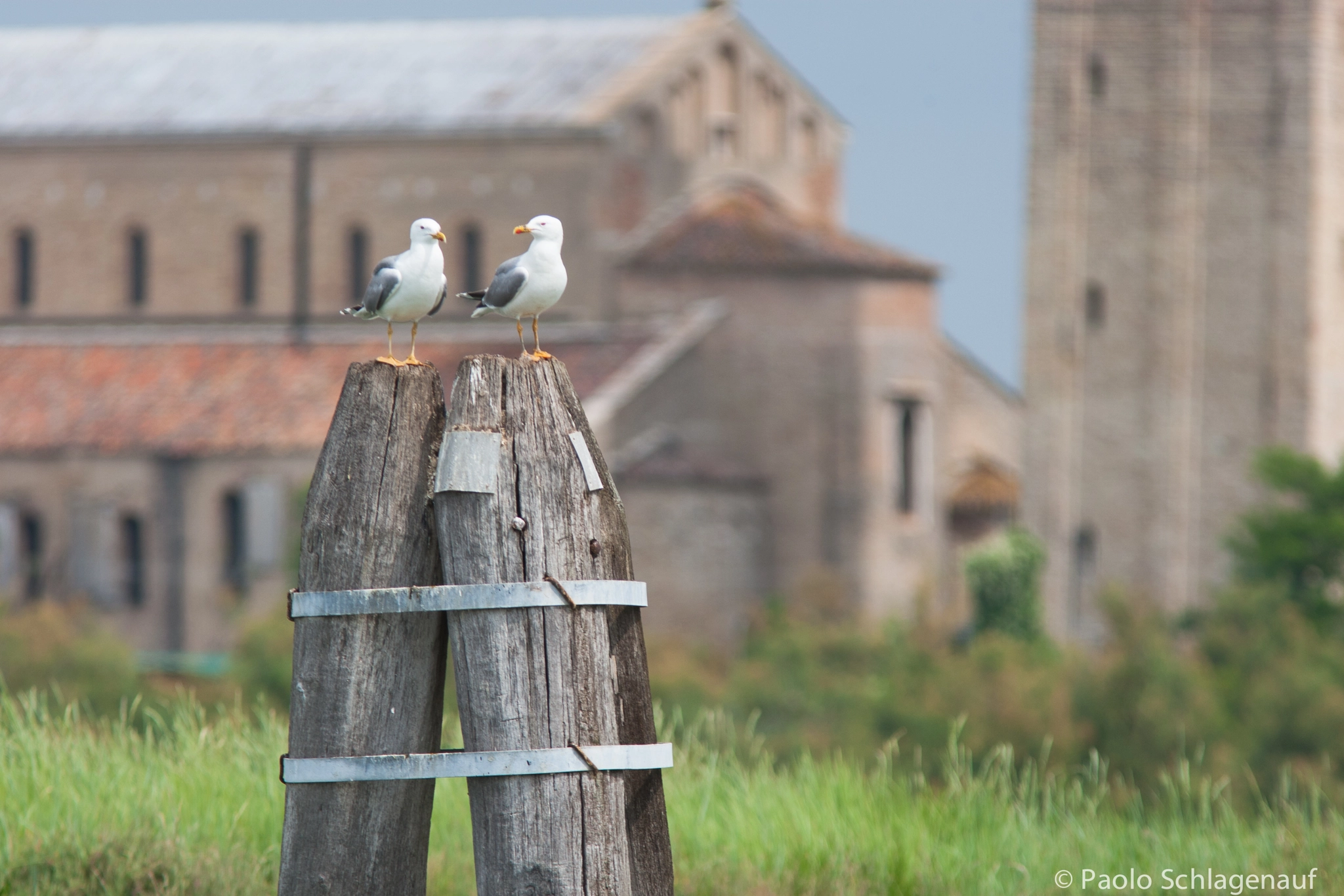 Canon EF 300mm F4L IS USM sample photo. Gulls in torcello photography