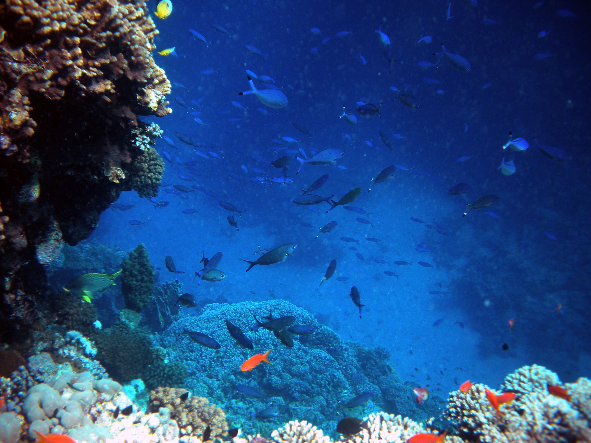 Nikon Coolpix S560 sample photo. Red sea fishes and underwater landscapes photography