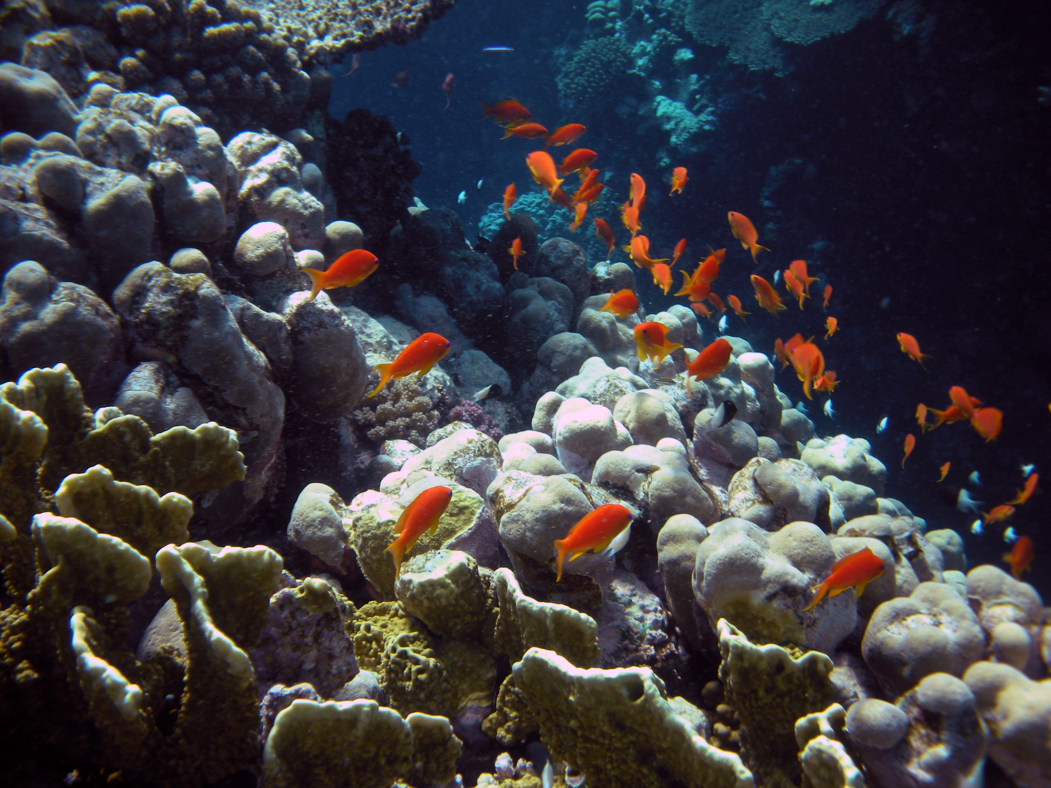 Nikon Coolpix S560 sample photo. Red sea fishes and underwater landscapes photography