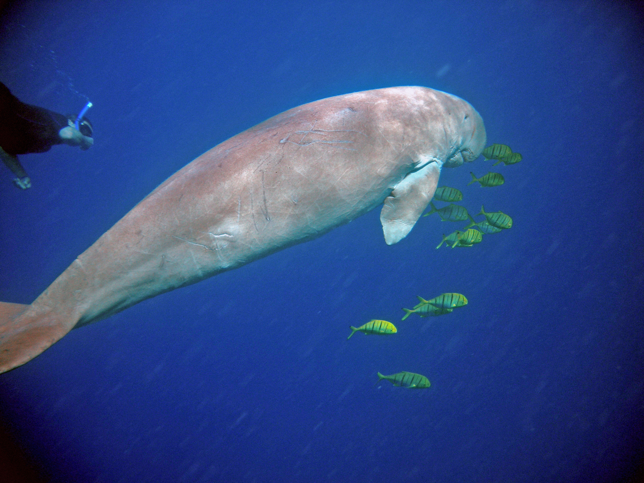 Nikon Coolpix S560 sample photo. Red sea fishes and underwater landscapes photography