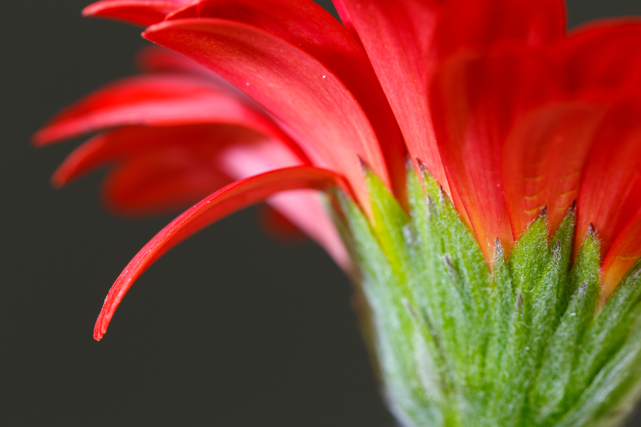 Gerbera