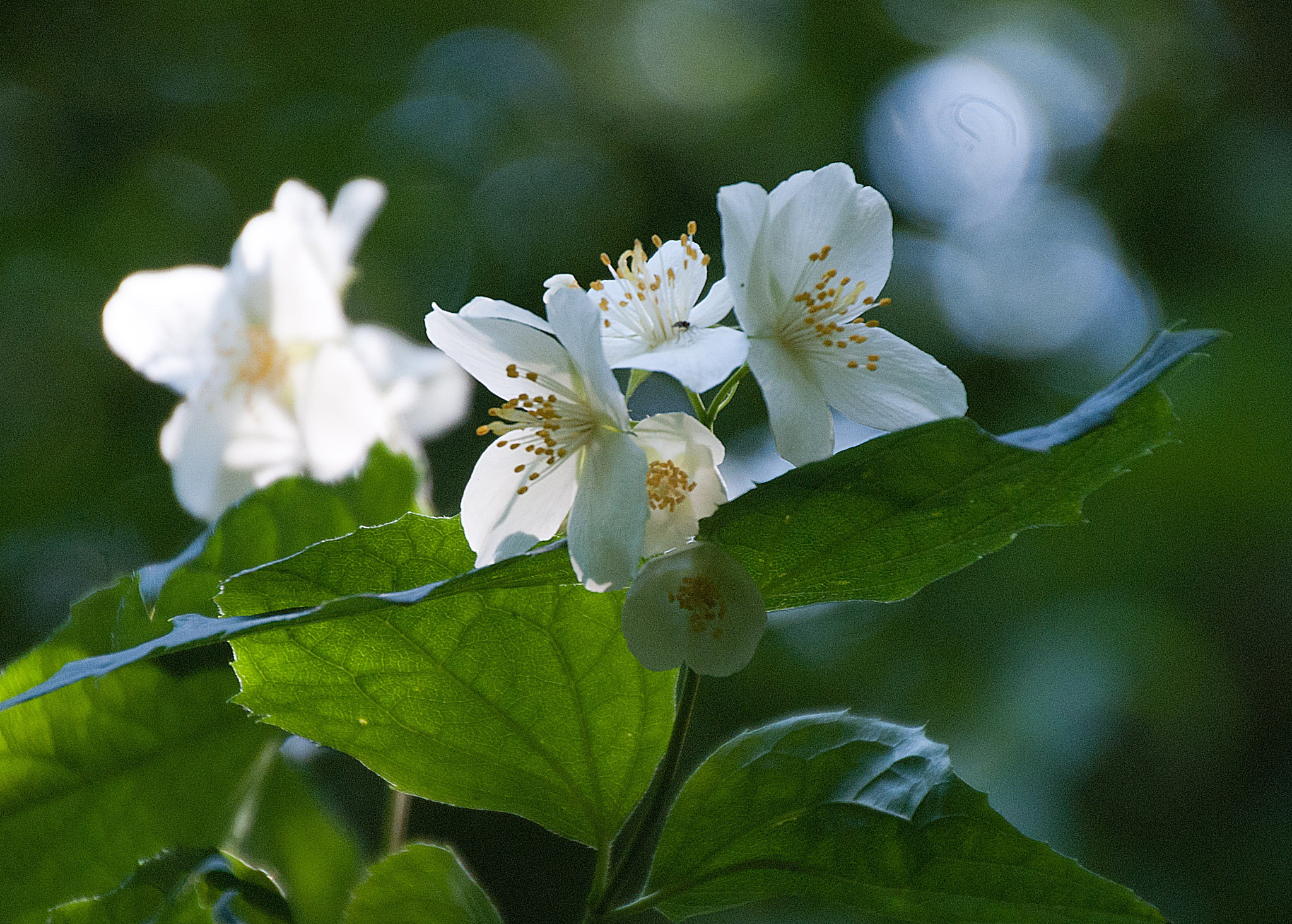 Sony Alpha DSLR-A300 + DT 18-270mm F3.5-6.3 SSM sample photo. Jaśmnowe kwiaty photography