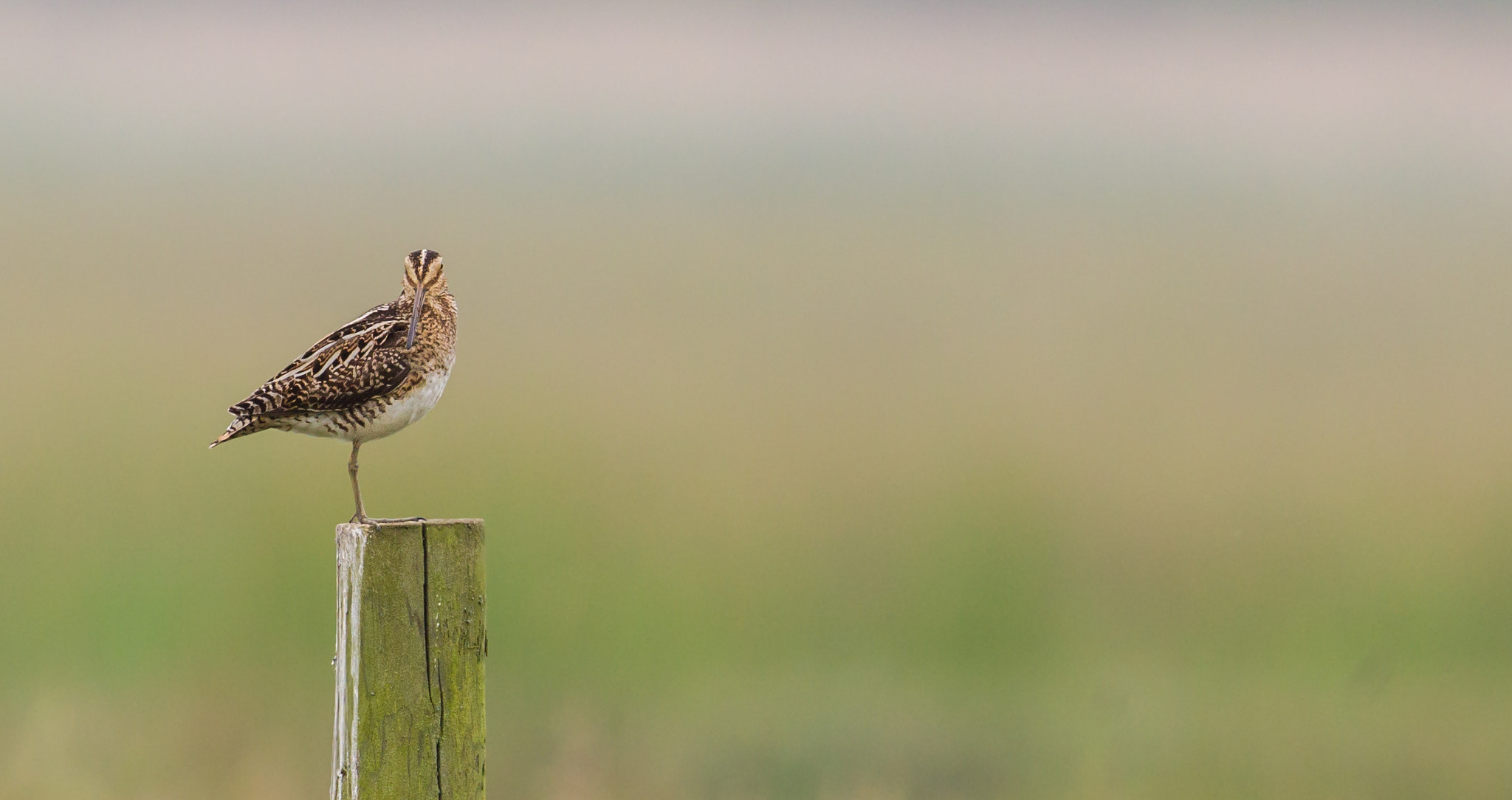 Canon EF 500mm F4L IS II USM sample photo. Snipe photography