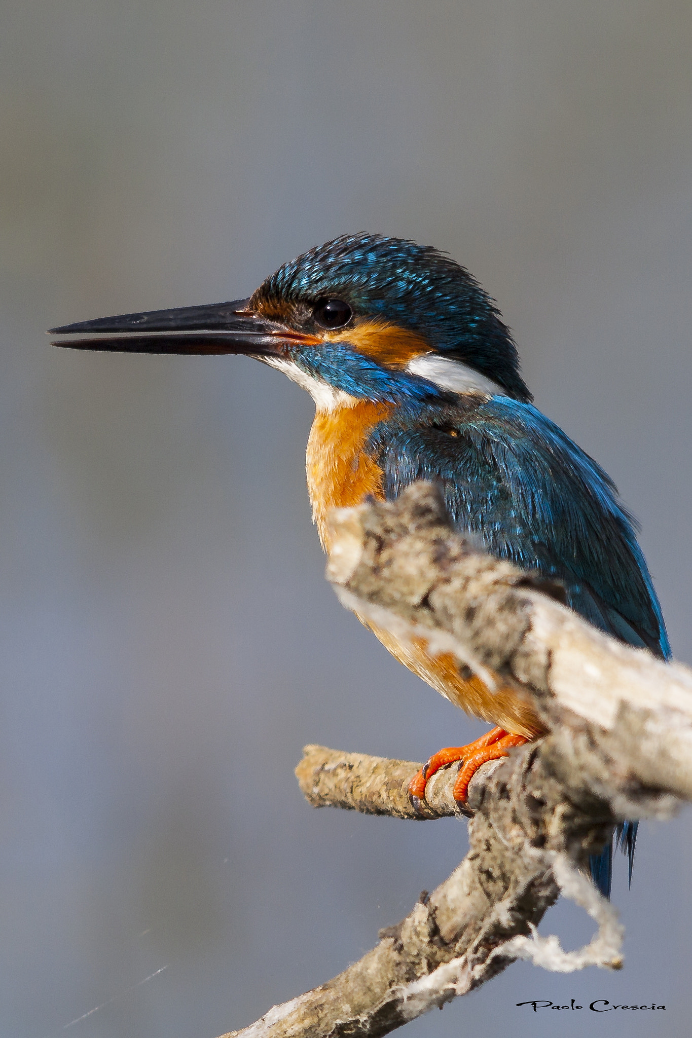 Sigma 150-500mm F5-6.3 DG OS HSM sample photo. Martin pescatore ( alcedo attis ) photography