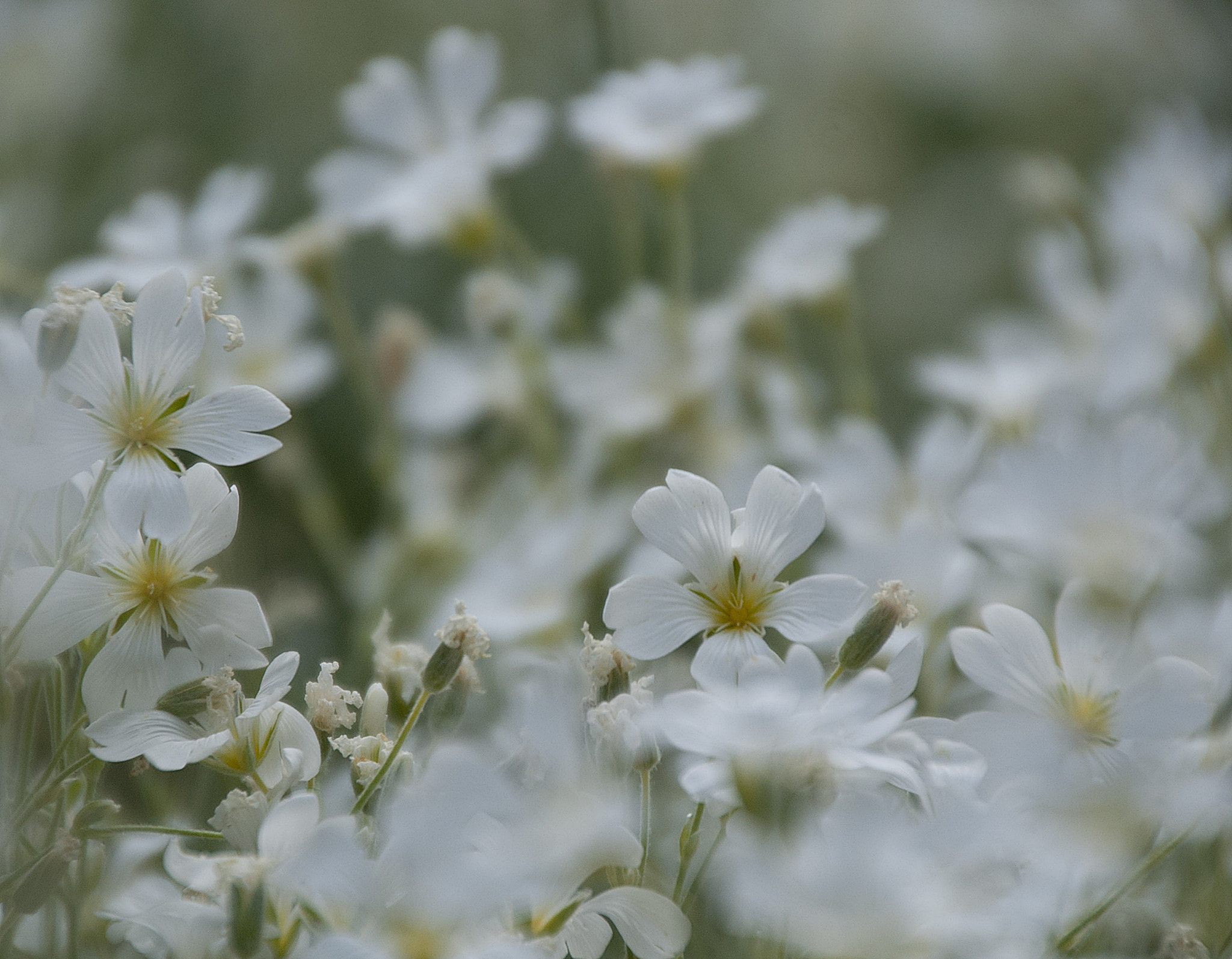 Sony Alpha DSLR-A300 + DT 18-270mm F3.5-6.3 SSM sample photo. Rogownica (cerastium tomentosum)2 photography
