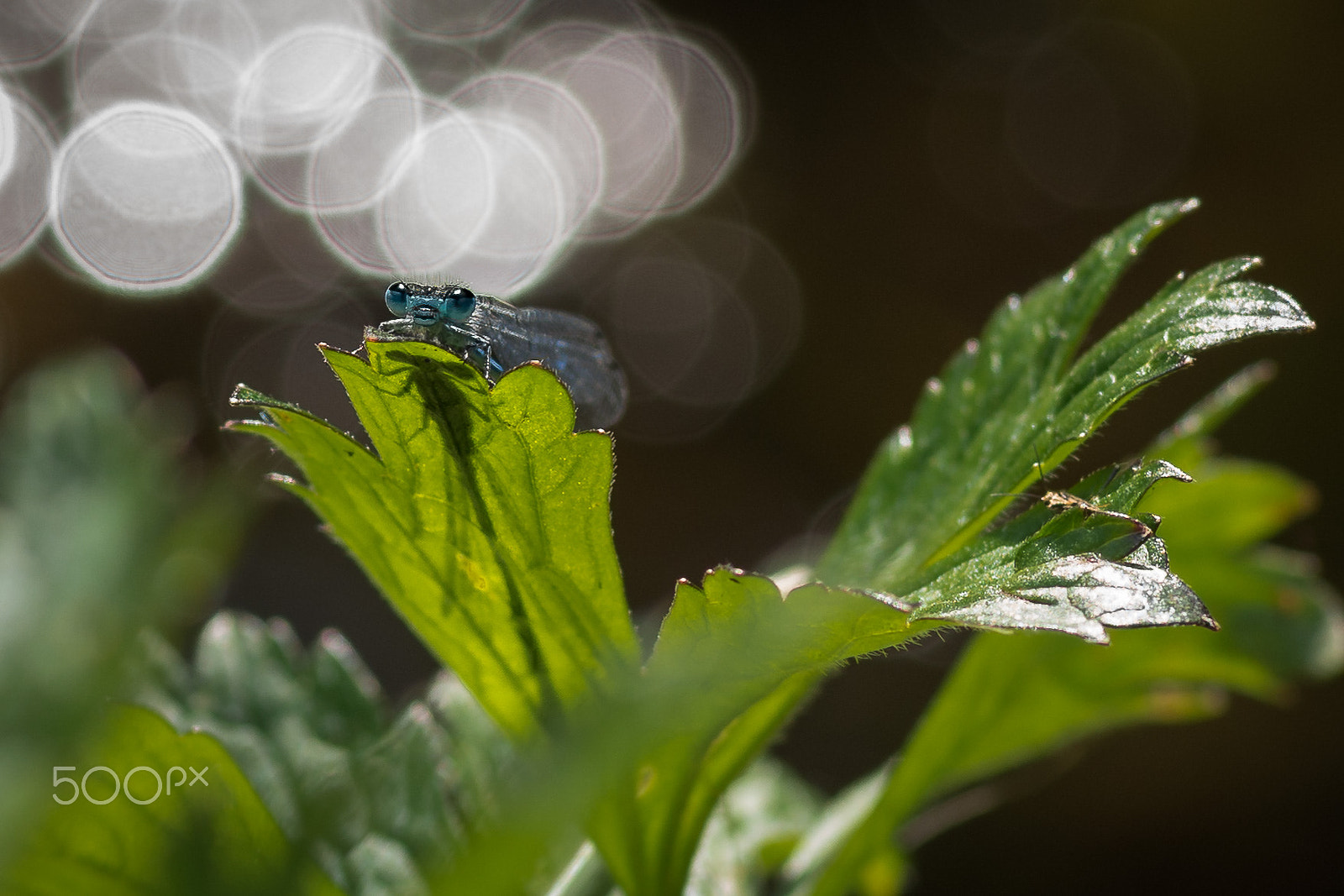 Pentax smc D-FA 100mm F2.8 Macro WR sample photo. Question of shadow photography