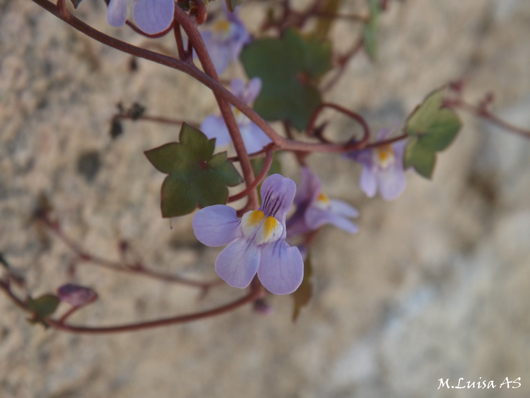 Fujifilm FinePix SL260 sample photo. Ávila murallas y rincones photography