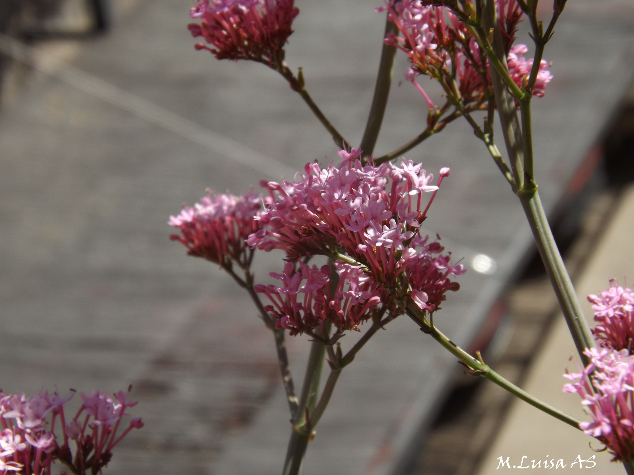 Fujifilm FinePix SL260 sample photo. Ávila murallas y rincones photography