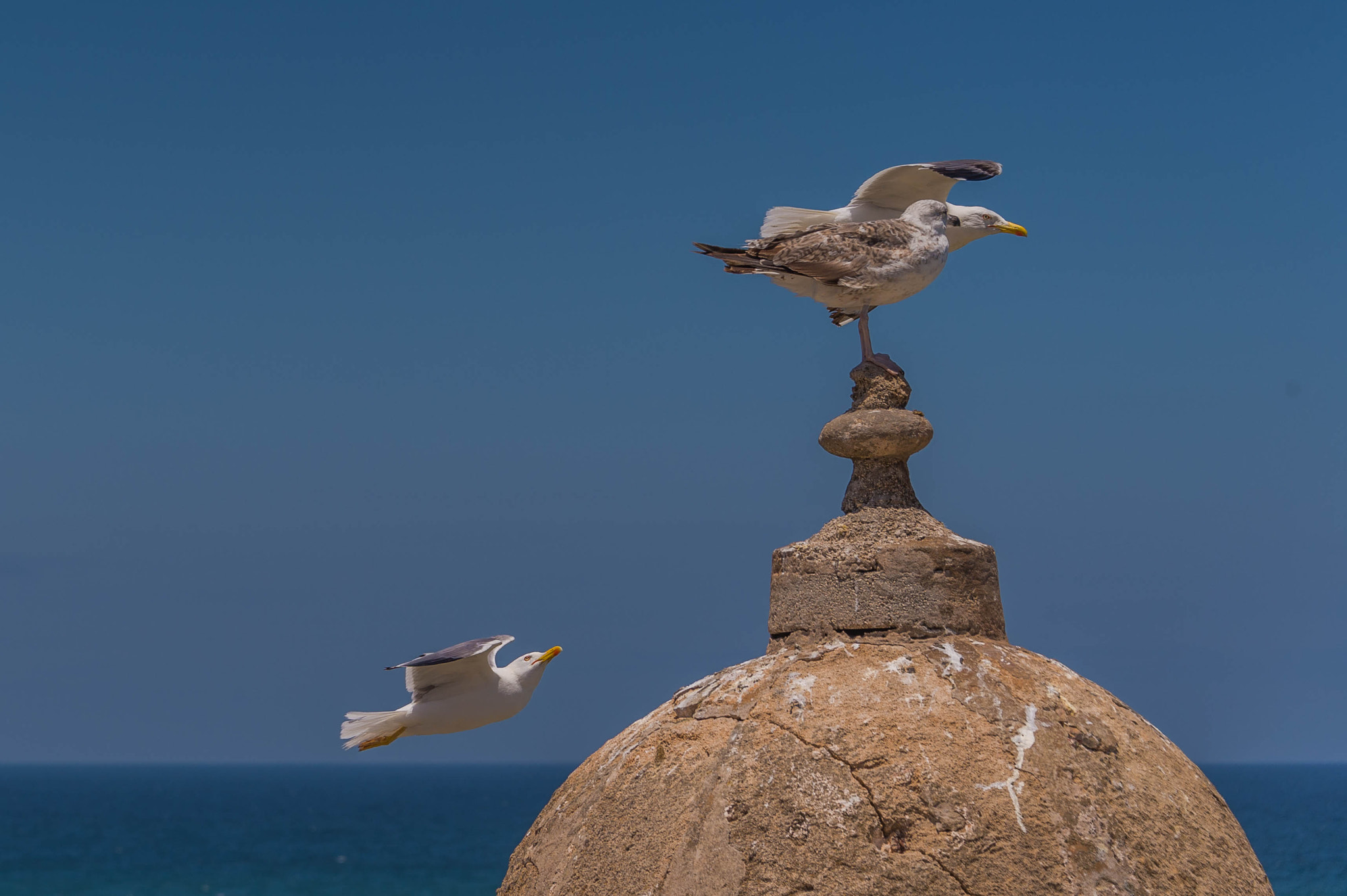 Nikon D4S sample photo. Port essaouira photography