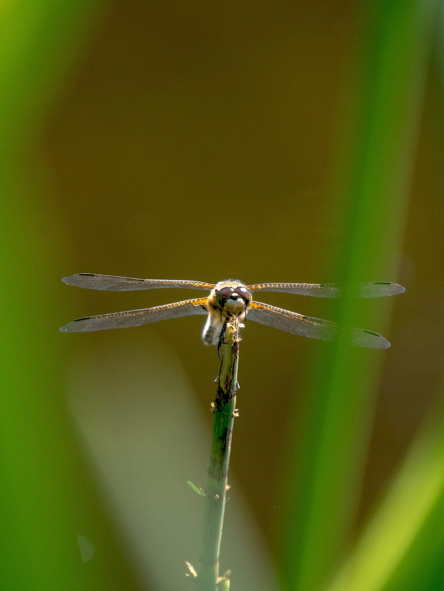 Panasonic Lumix DMC-GM5 + LEICA DG 100-400/F4.0-6.3 sample photo. Dragonfly photography