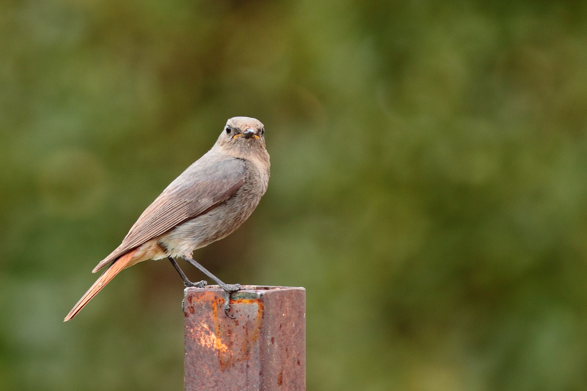 Canon EOS 50D + Canon EF 300mm F4L IS USM sample photo