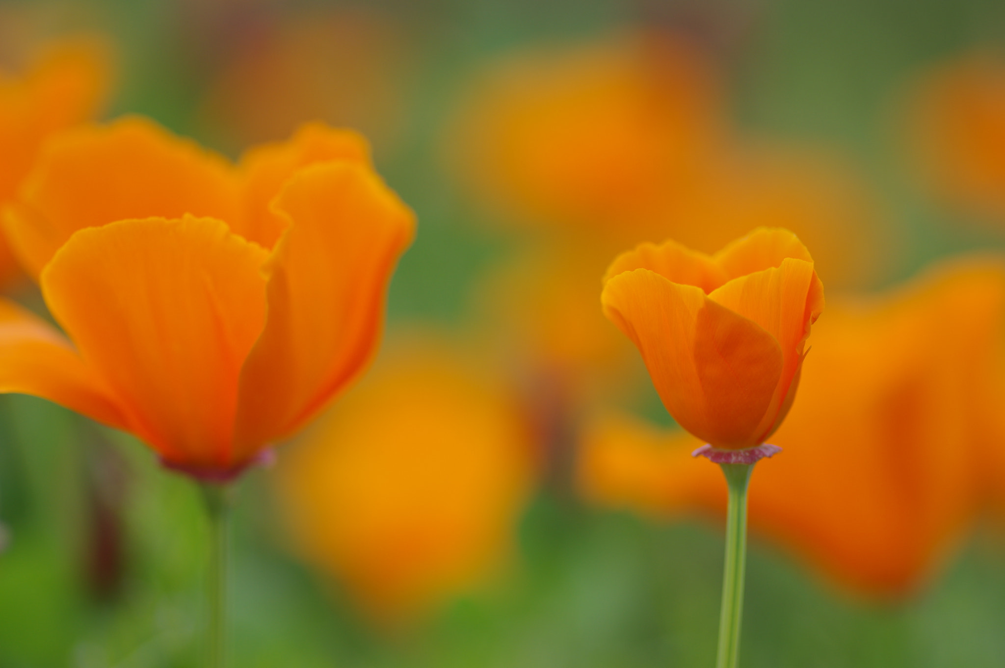 Pentax smc D-FA 100mm F2.8 macro sample photo. ** photography