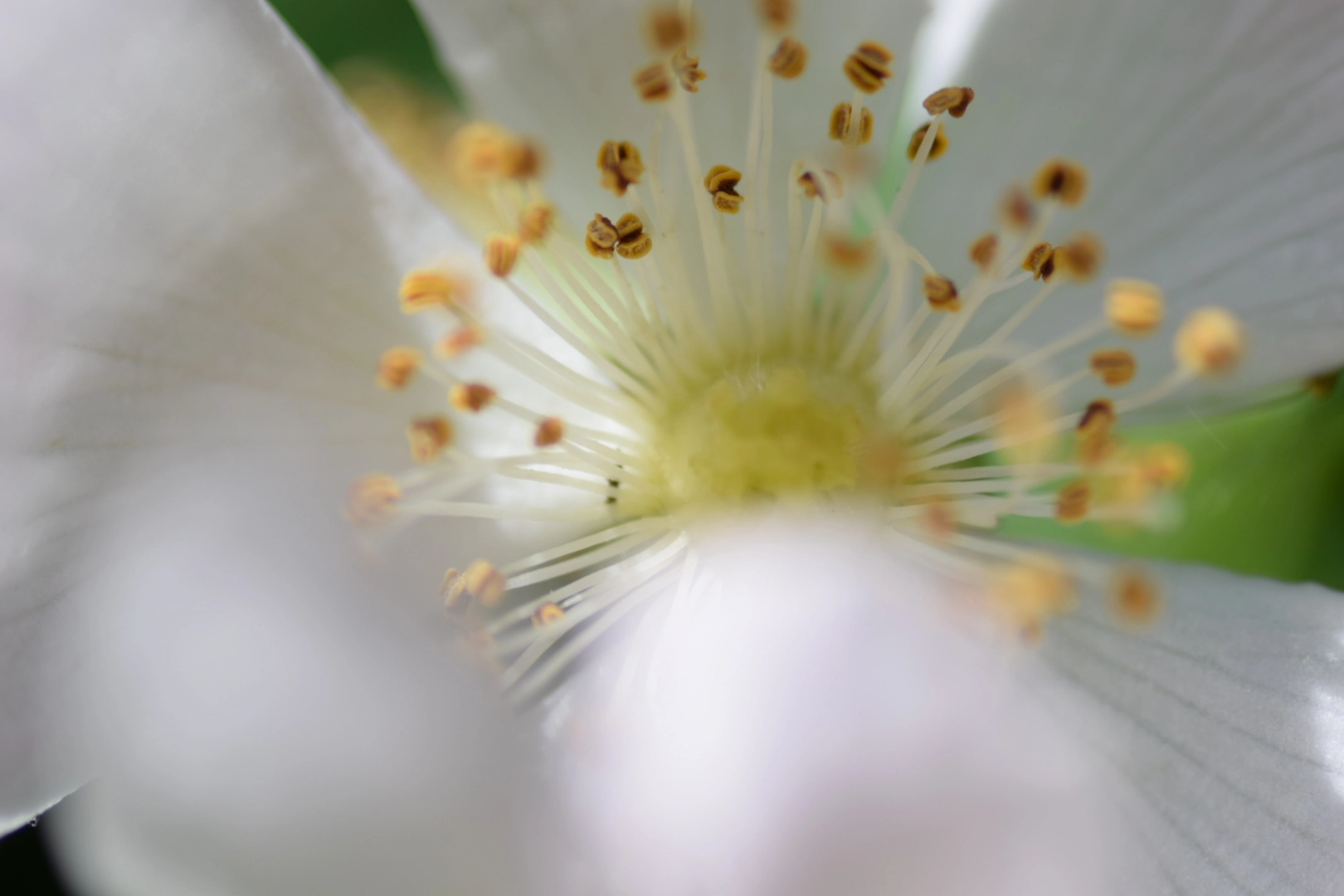 Nikon D5300 + Sigma 105mm F2.8 EX DG Macro sample photo. Blumeninnenleben photography