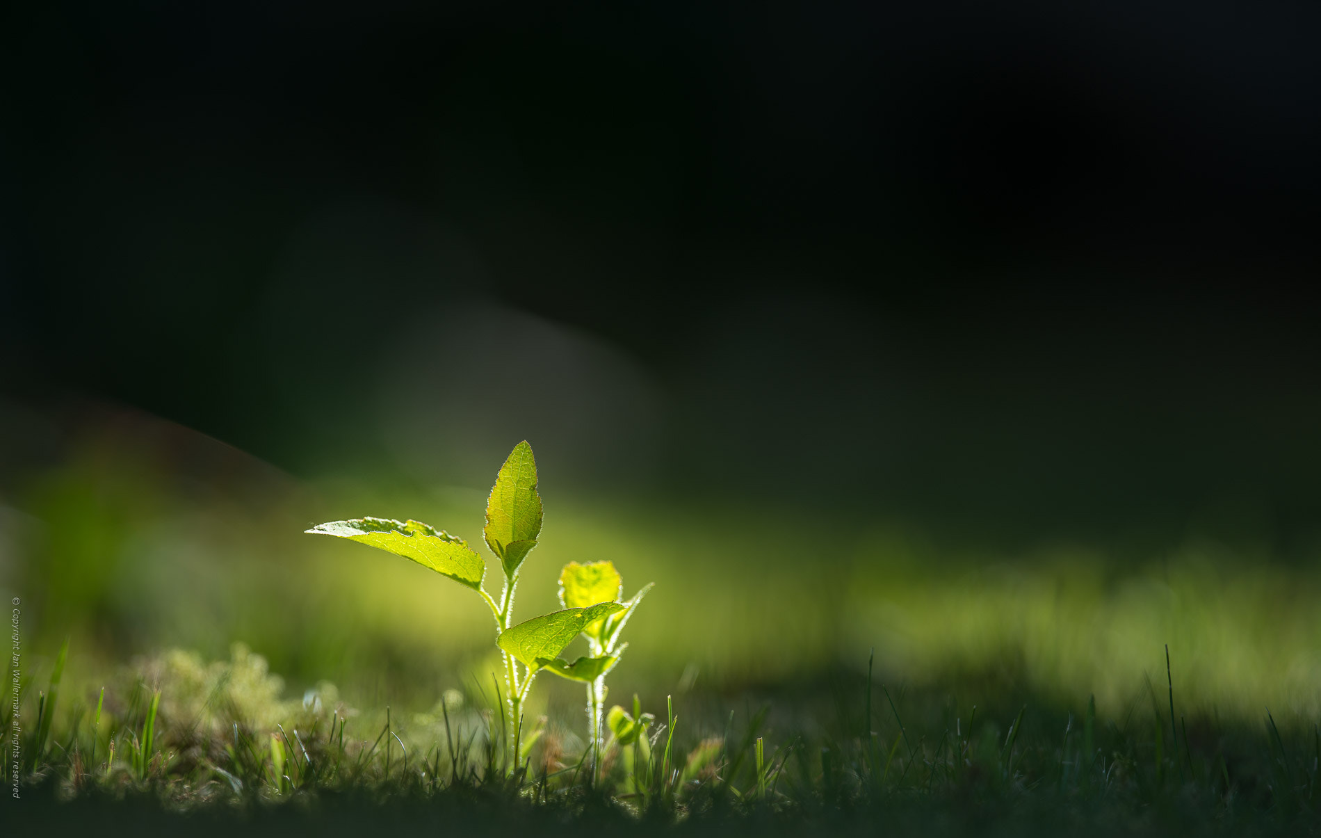Nikon AF-S Nikkor 400mm F2.8E FL ED VR sample photo. Up rising photography