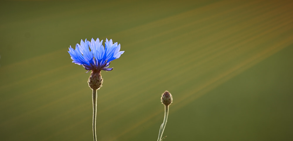 Sony SLT-A77 + Sony DT 55-200mm F4-5.6 SAM sample photo. Cornflower in sun rays photography