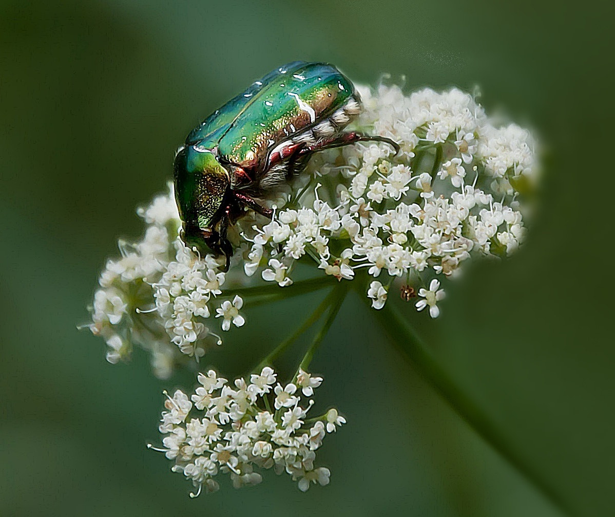 Sony Alpha DSLR-A300 + DT 18-270mm F3.5-6.3 SSM sample photo. Kruszczyca złotawka (cetonia aurata). – klejnot wśród polskich chrząszczy.3 photography