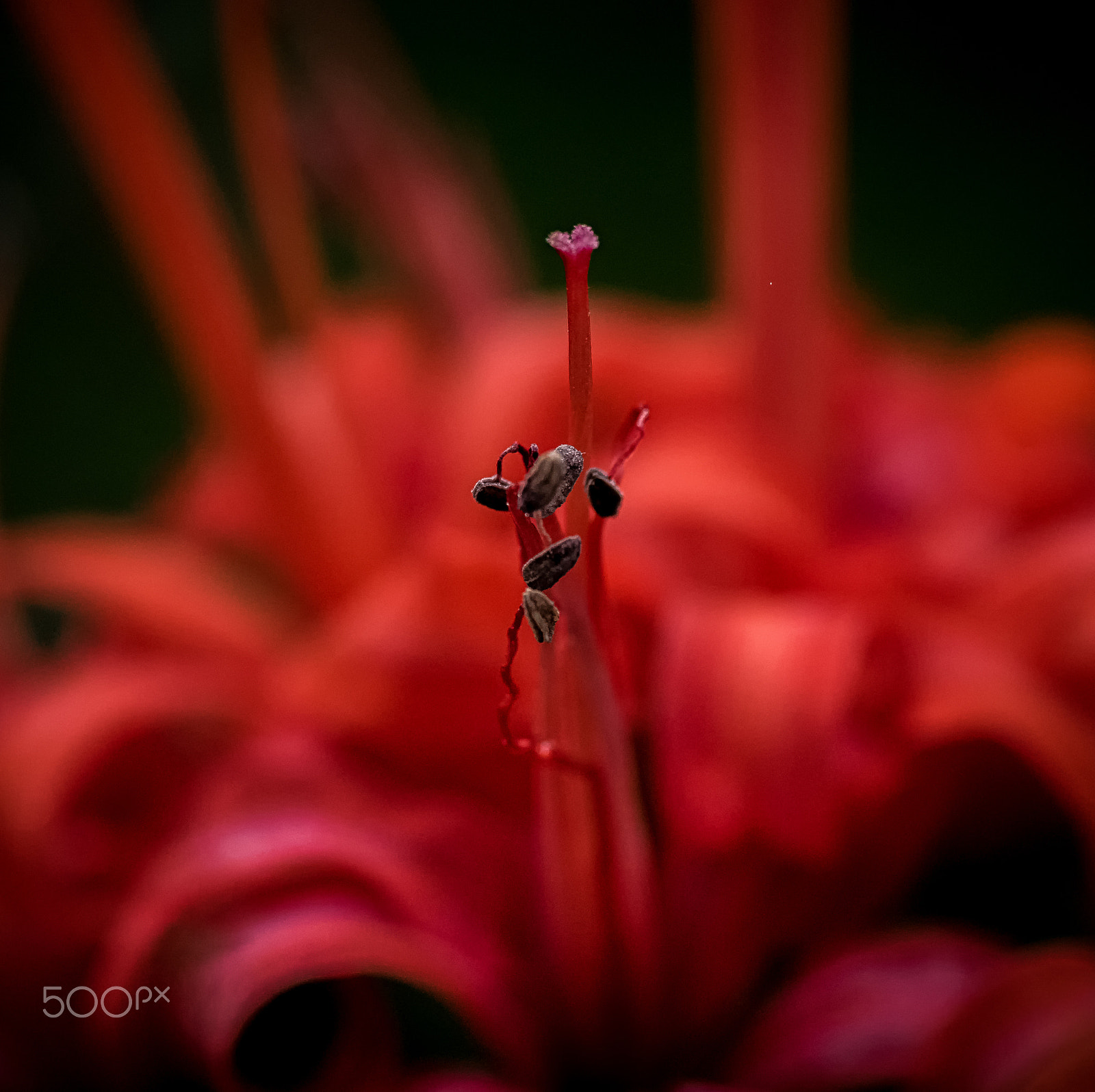 Panasonic Leica DG Macro-Elmarit 45mm F2.8 ASPH OIS sample photo. Simply red photography