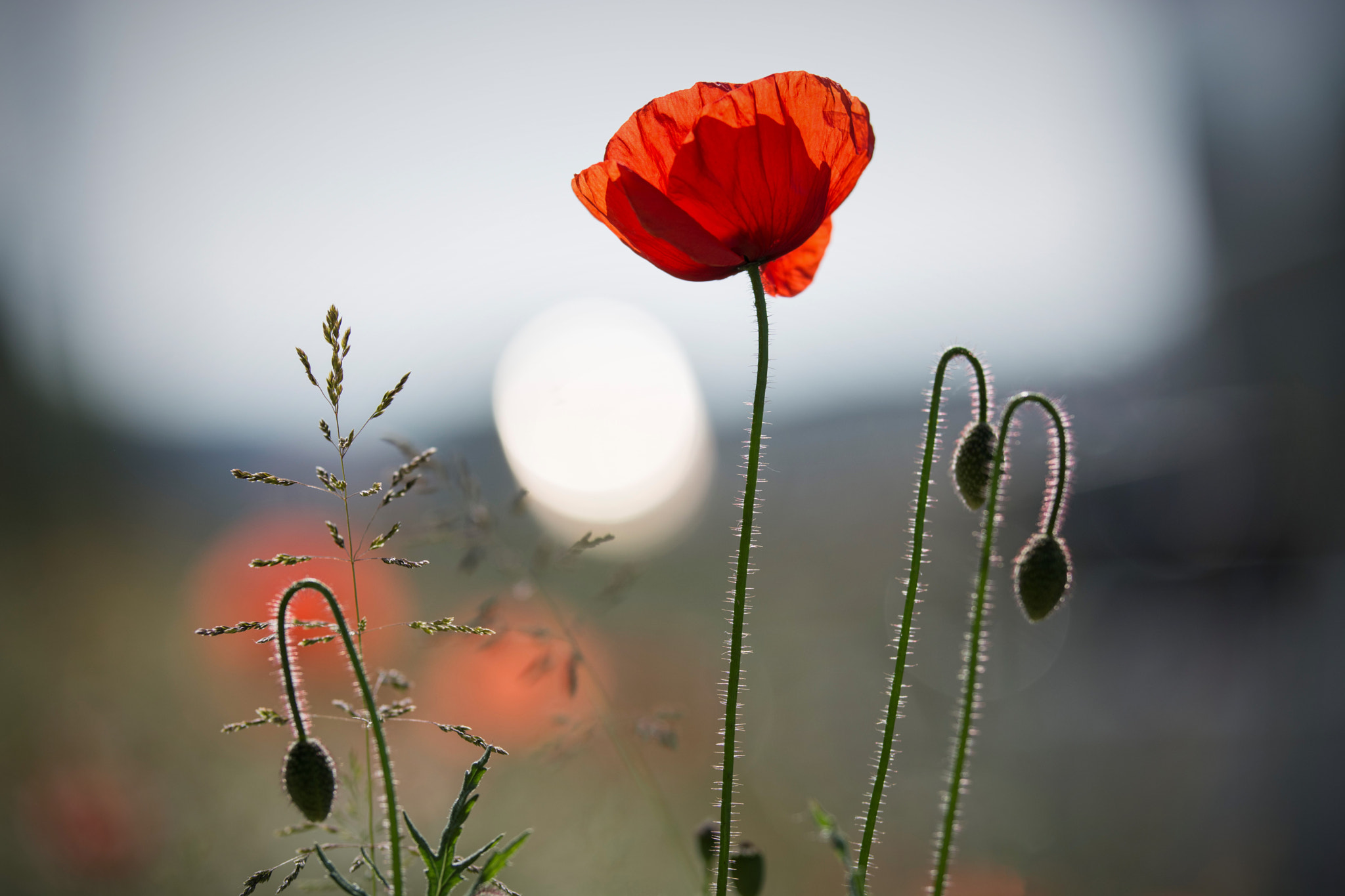 Nikon D7100 + Sigma 50-100mm F1.8 DC HSM Art sample photo. Coquelicot5 photography