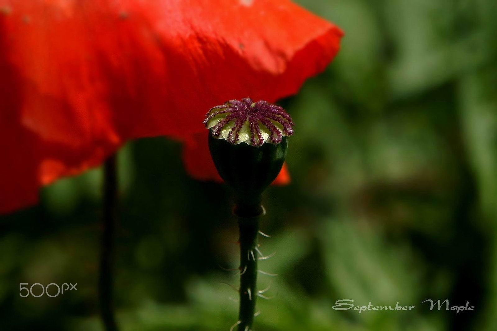 Sony NEX-5C sample photo. 虞美人-结果 photography