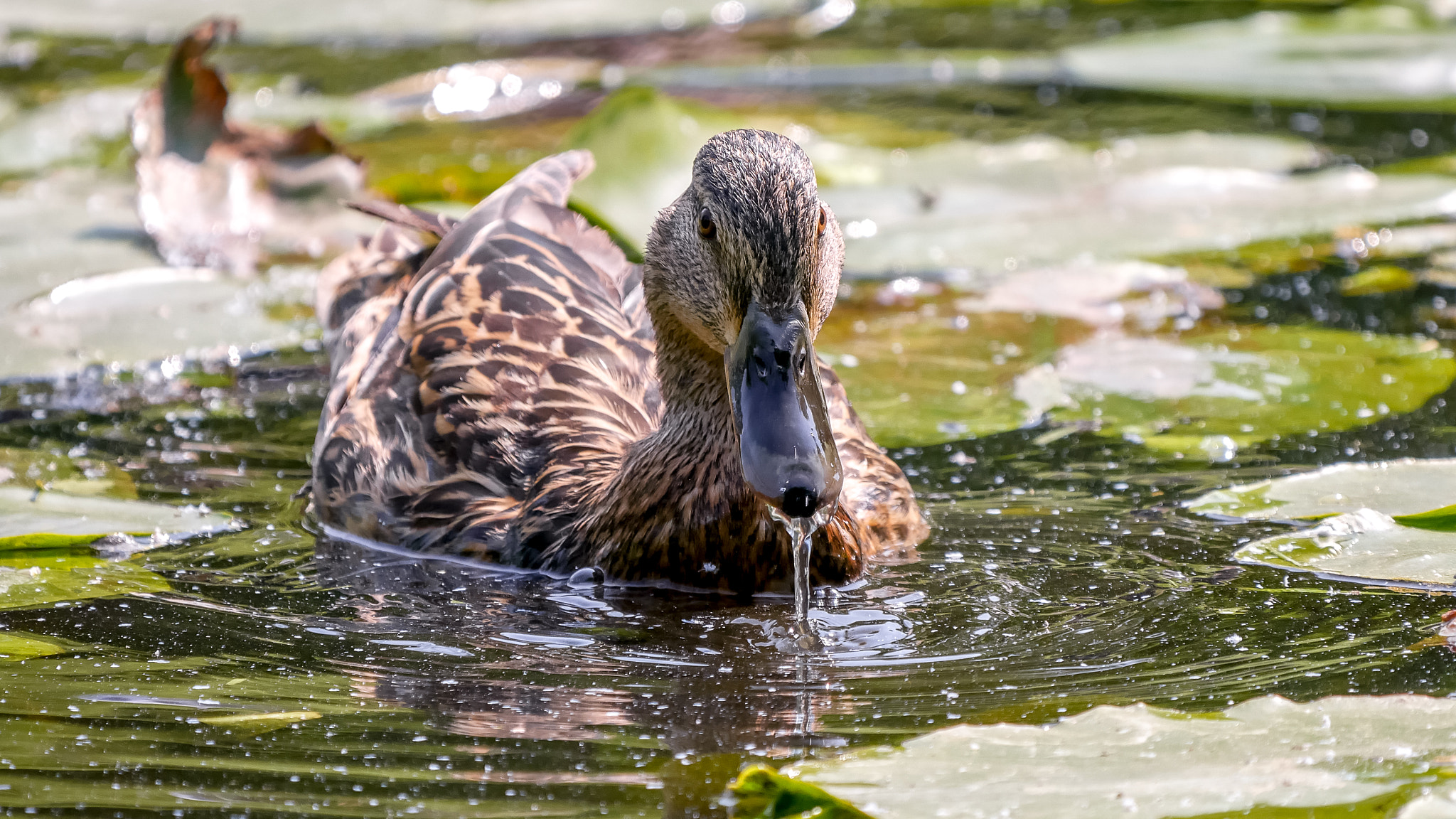 Panasonic Lumix DMC-GX85 (Lumix DMC-GX80 / Lumix DMC-GX7 Mark II) + LEICA DG 100-400/F4.0-6.3 sample photo. Duck photography