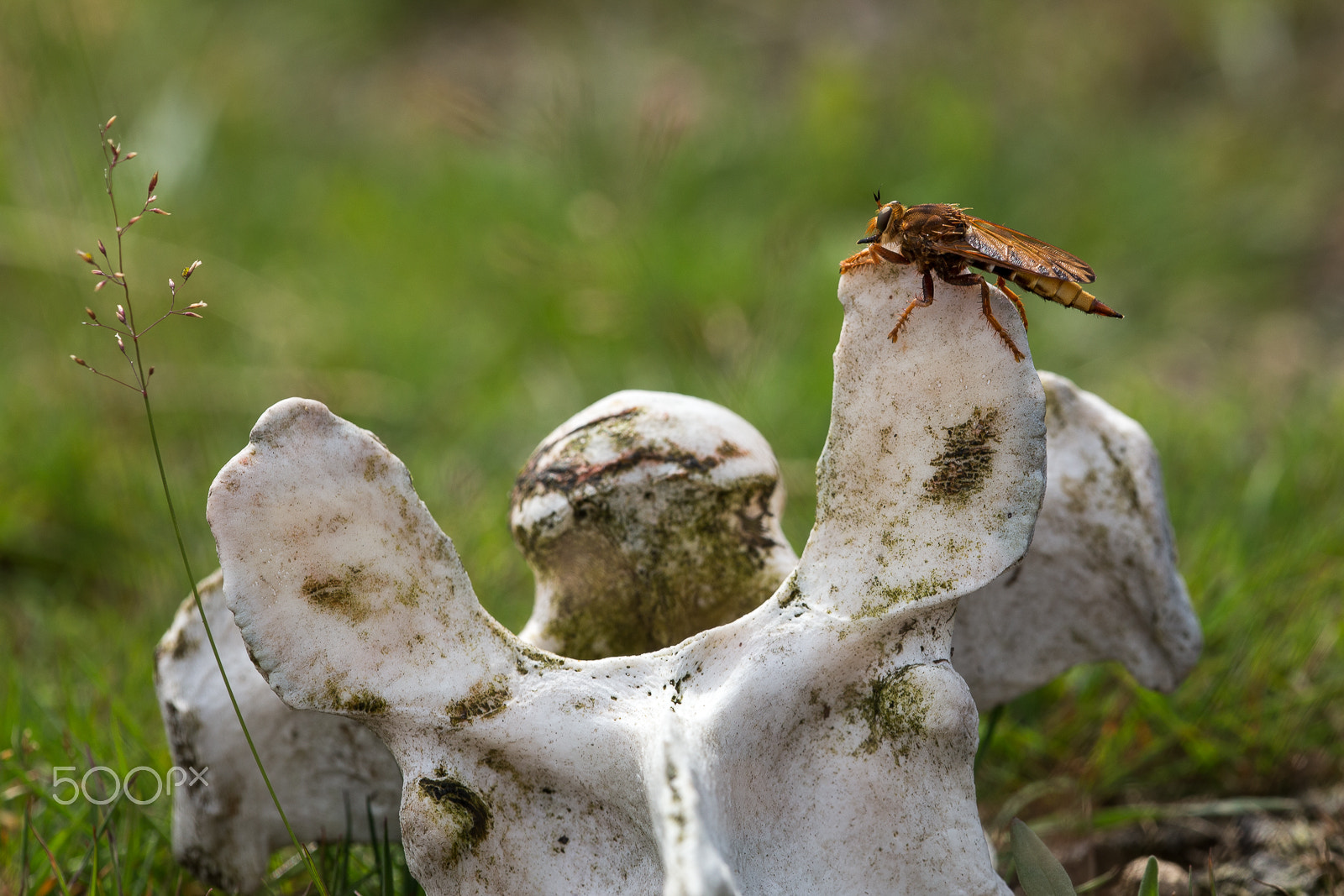 Canon EF 180mm F3.5L Macro USM sample photo. Beware of the hornet robberfly photography