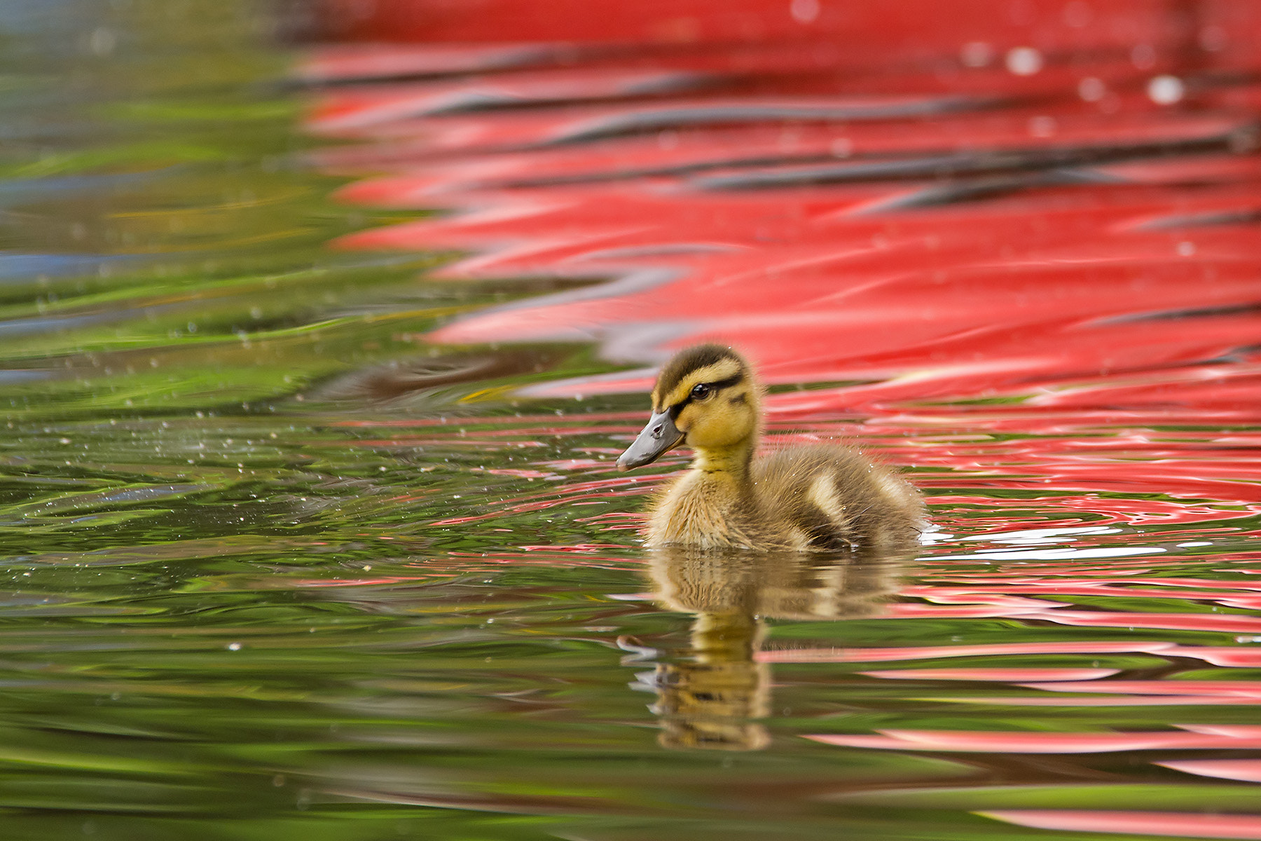 Pentax K-5 + Sigma 120-400mm F4.5-5.6 DG OS HSM sample photo. Entenkücken photography