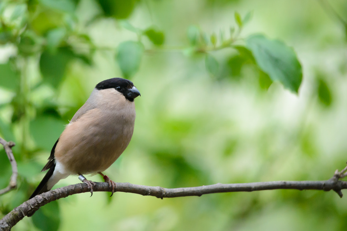 Sigma 150-500mm F5-6.3 DG OS HSM sample photo. Bullfinch photography