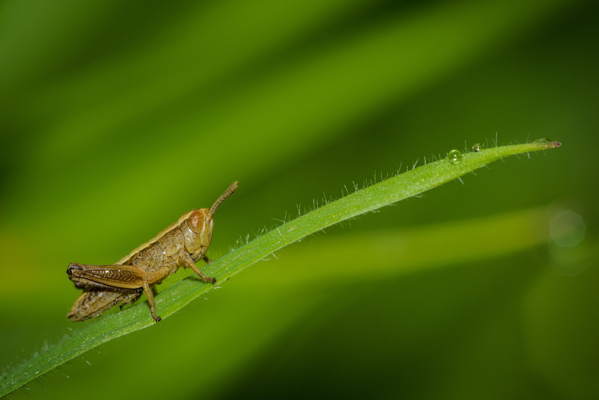 Nikon D810 + Nikon AF Micro-Nikkor 200mm F4D ED-IF sample photo. In line. photography