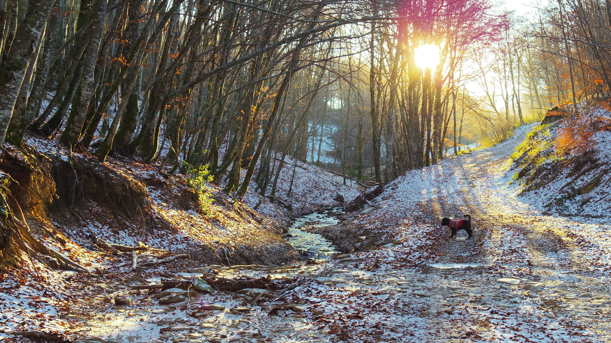Pentax Q sample photo. Winter sunrise in a chestnut forest in the auvergne, france photography