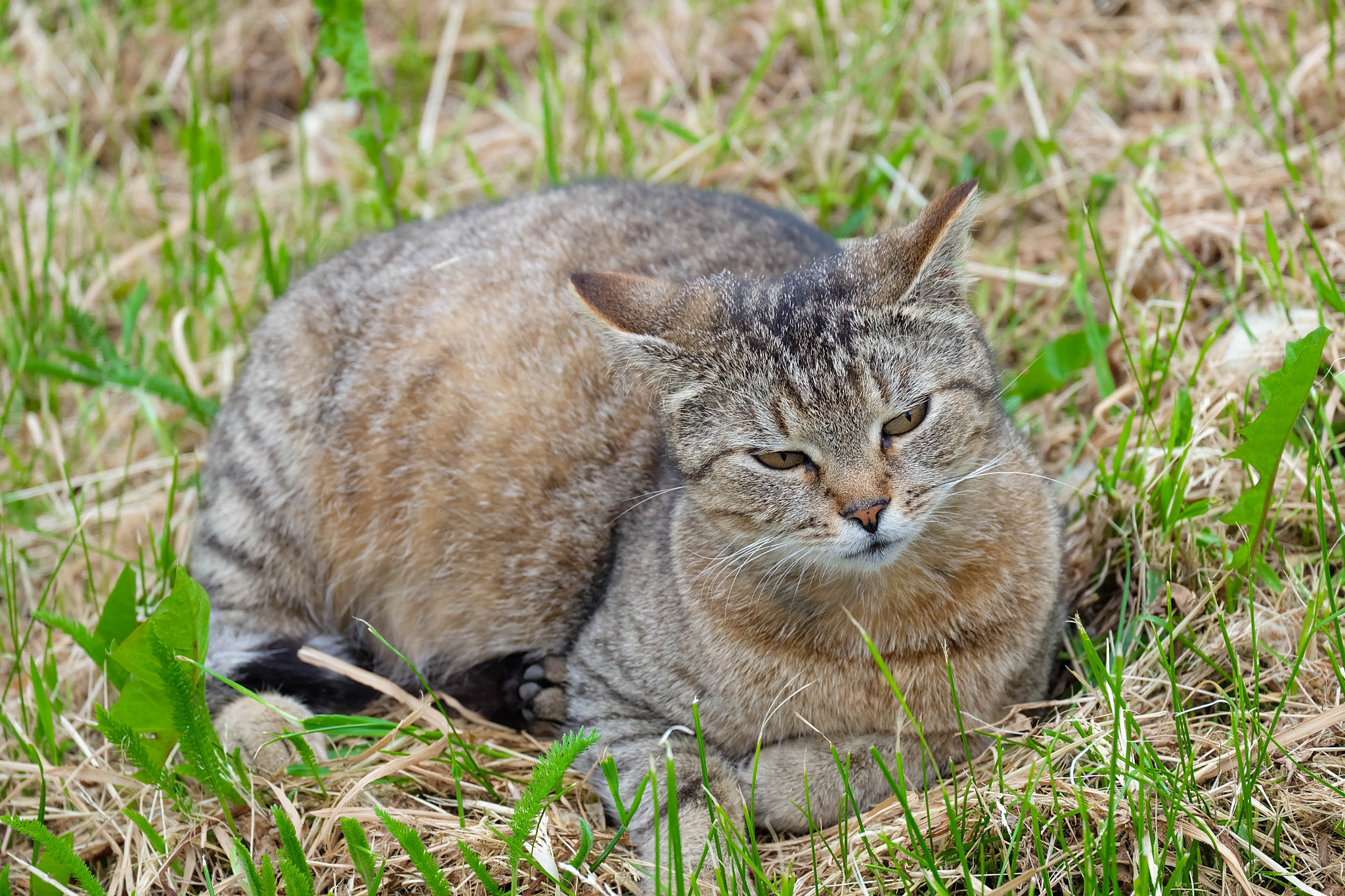 Fujifilm X-A2 + Fujifilm XC 50-230mm F4.5-6.7 OIS II sample photo. Predator in the grass photography
