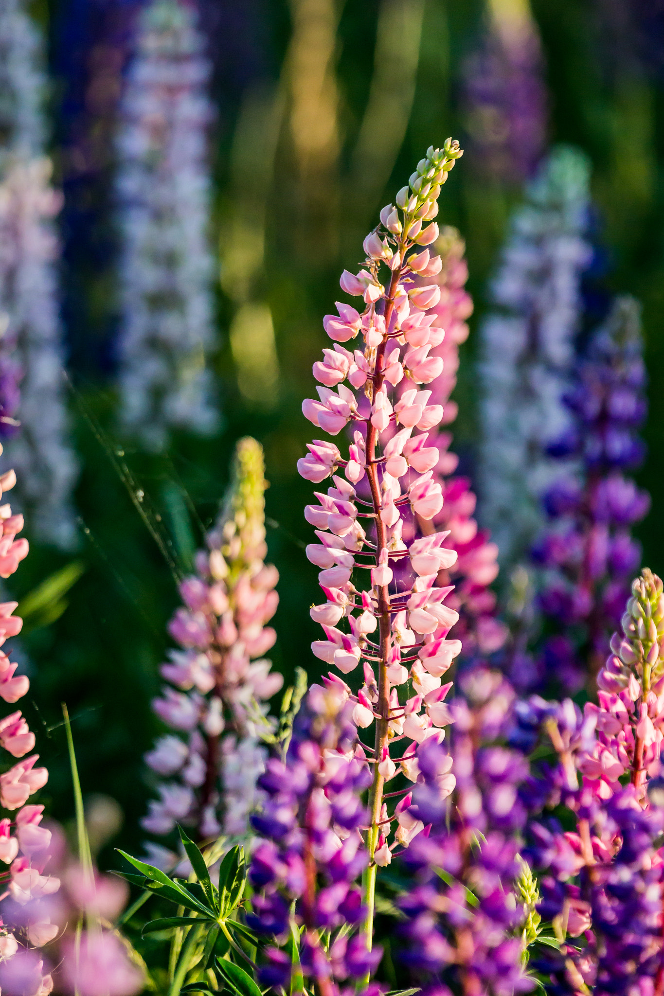 Canon EF 100-400mm F4.5-5.6L IS USM sample photo. Lupines photography