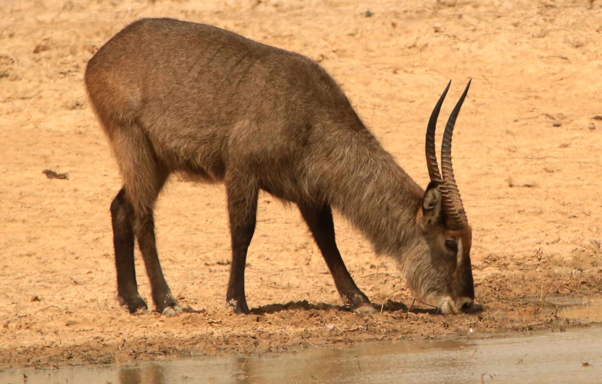Tamron SP 150-600mm F5-6.3 Di VC USD sample photo. Waterbuck photography