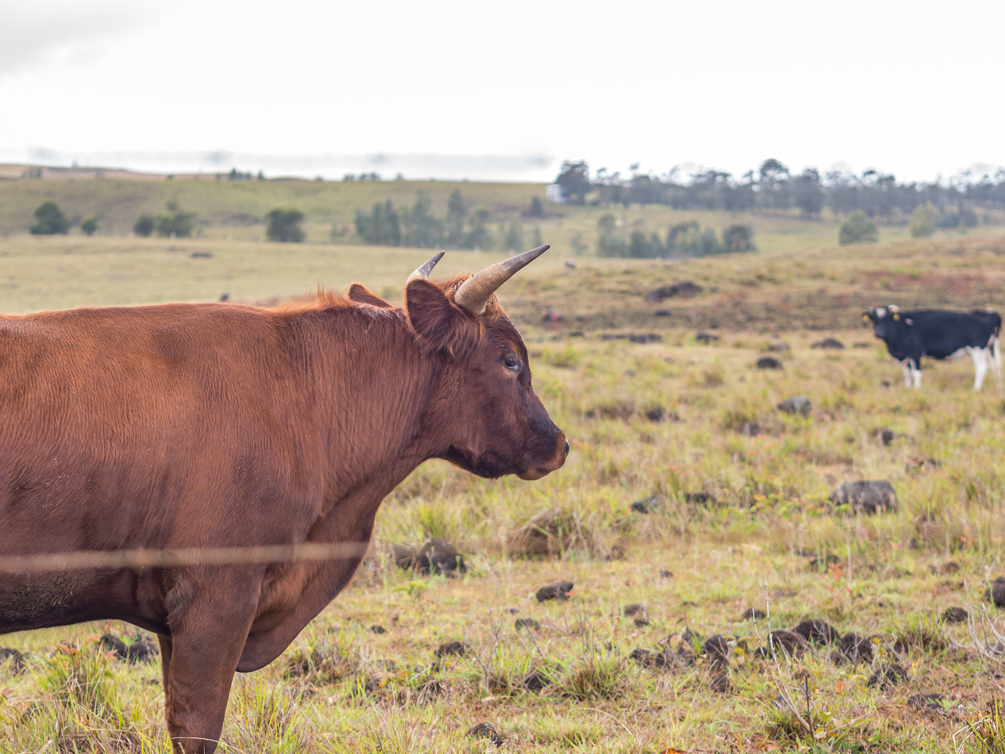 Panasonic Lumix DMC-G5 + Olympus M.Zuiko Digital 45mm F1.8 sample photo. The bull and the cow photography