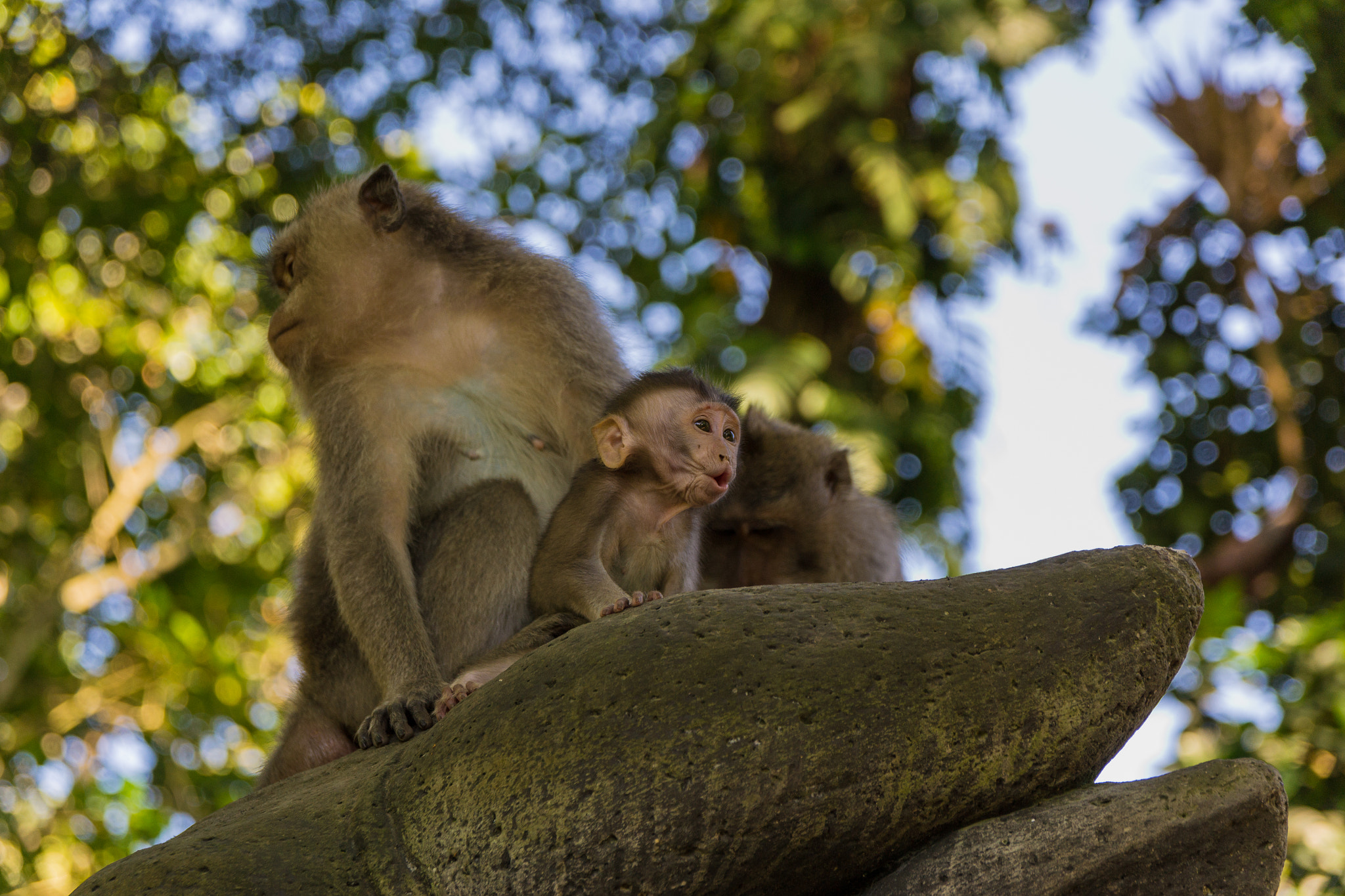 Sigma 17-70mm F2.8-4 DC Macro OS HSM | C sample photo. Monkey forest ubud photography