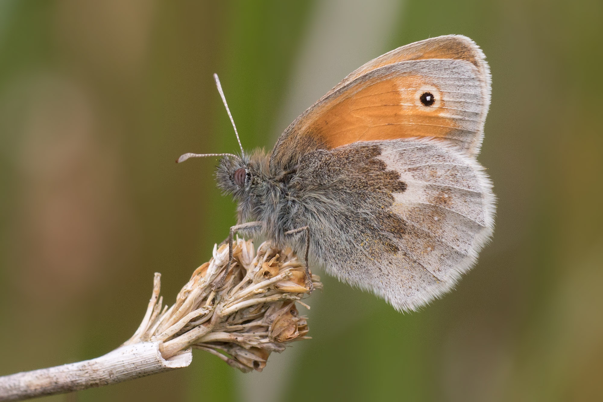 Canon EF 180mm F3.5L Macro USM sample photo. Small heath photography