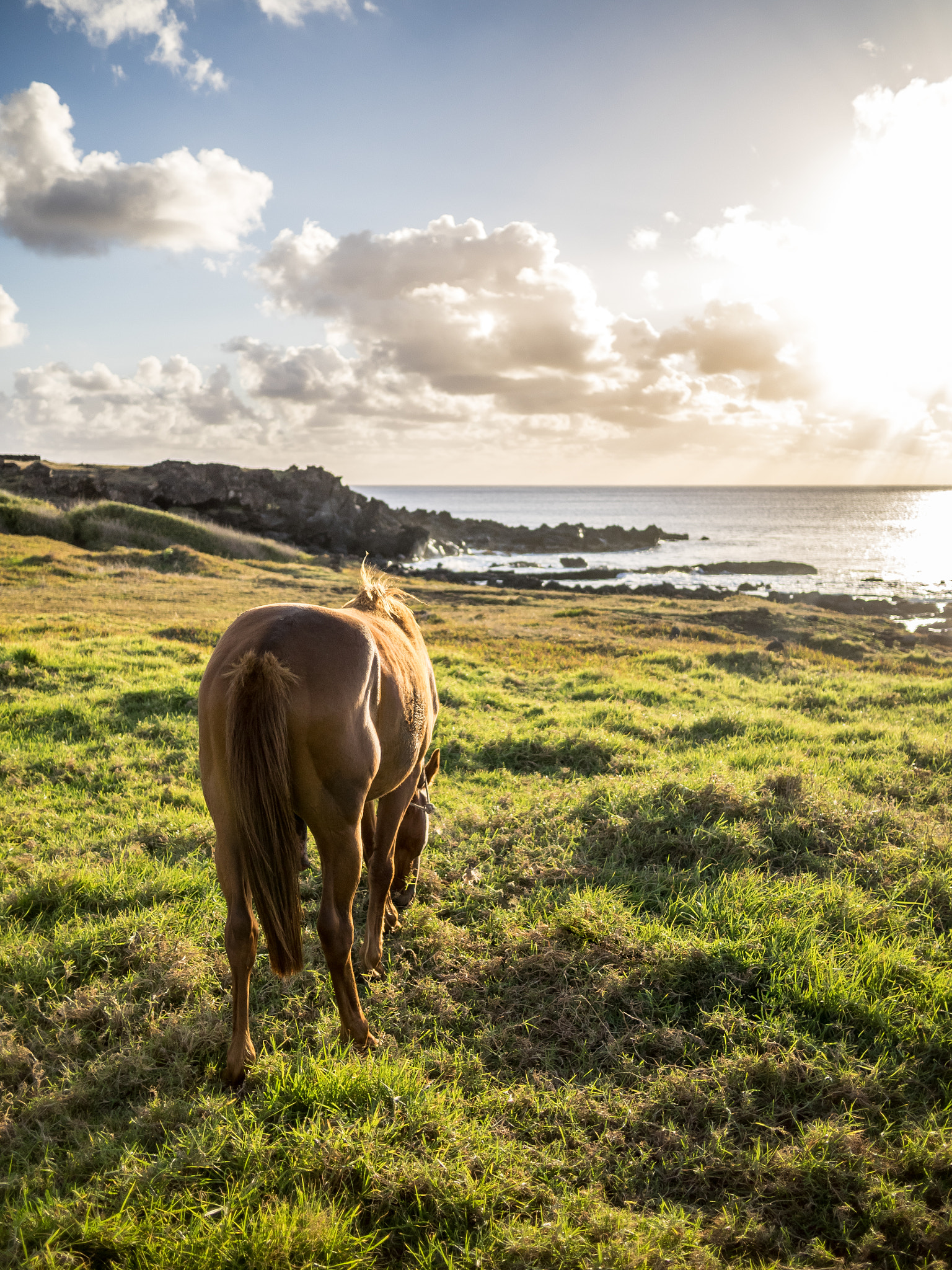 Olympus OM-D E-M1 + Panasonic Lumix G 20mm F1.7 ASPH sample photo. Sunset with the horse photography