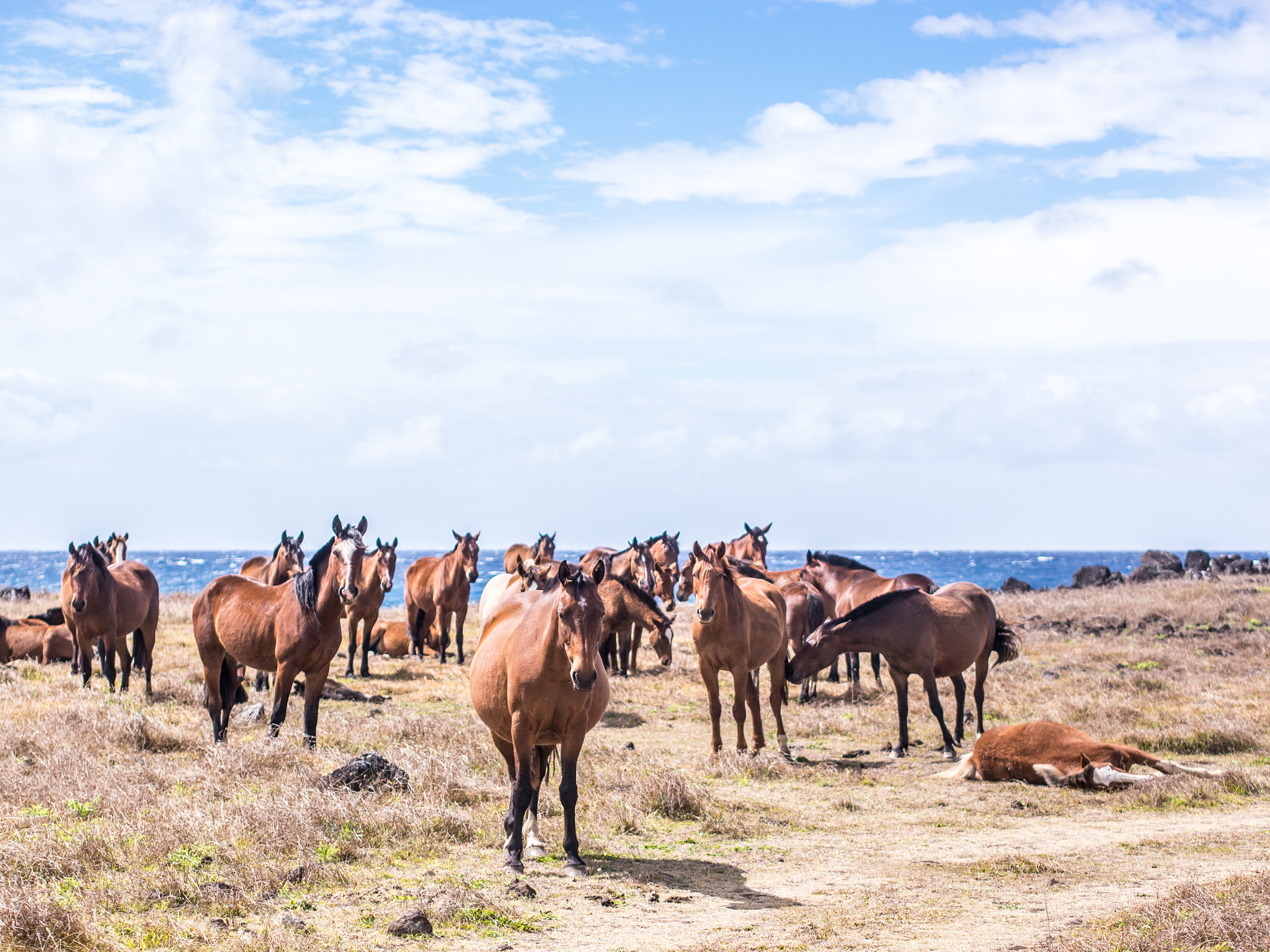 Panasonic Lumix DMC-G5 + Olympus M.Zuiko Digital 45mm F1.8 sample photo. The horses of easter island photography