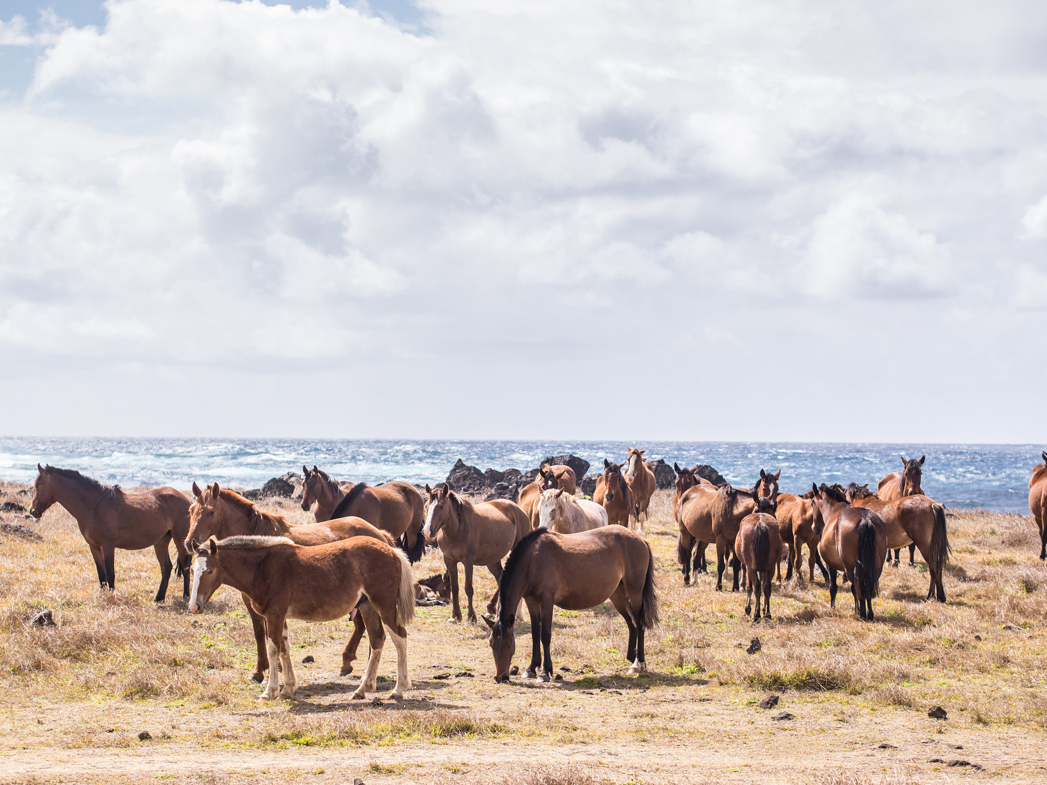 Panasonic Lumix DMC-G5 + Olympus M.Zuiko Digital 45mm F1.8 sample photo. Group of horses in front of the ocean photography