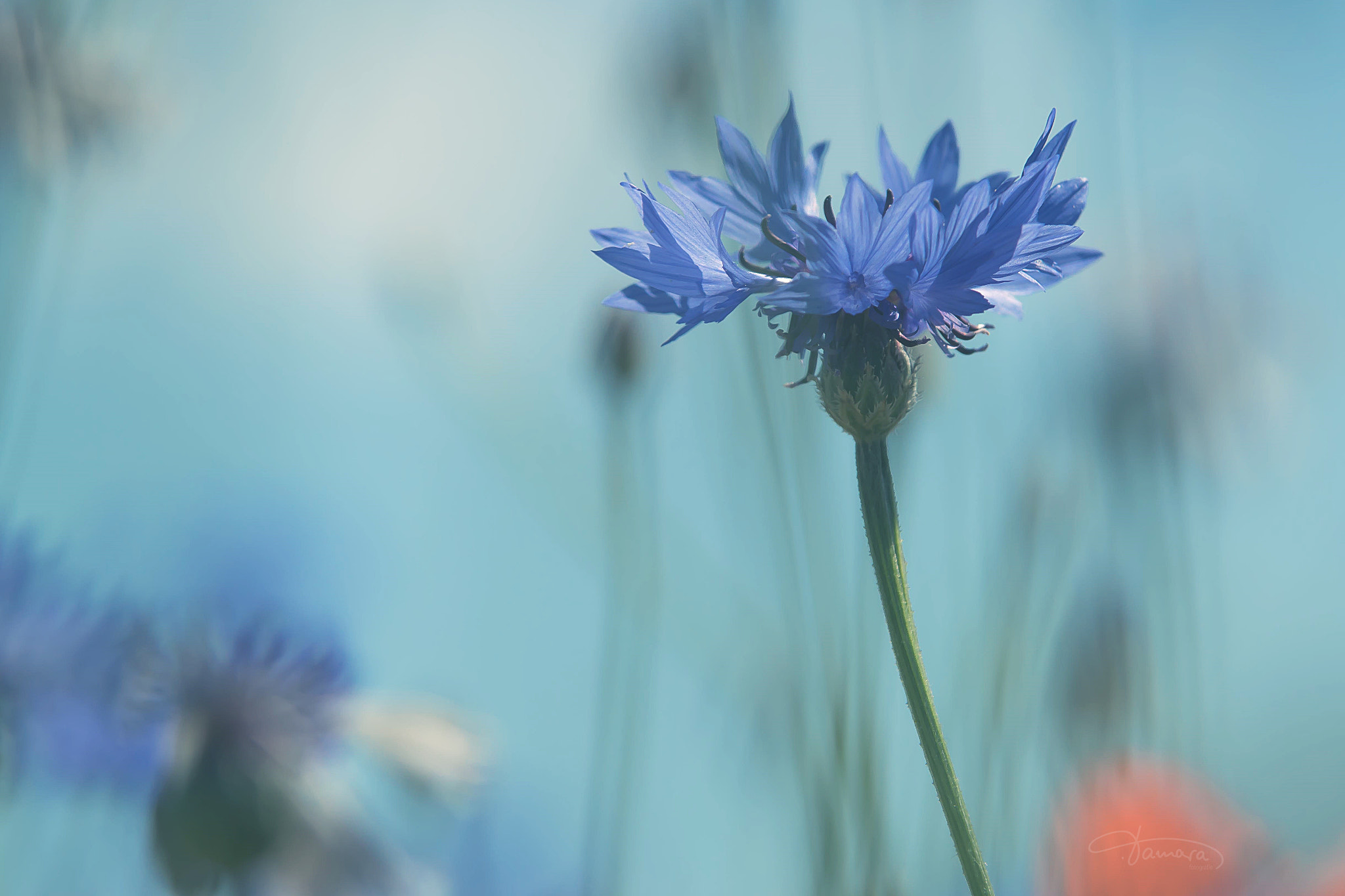 Tamron SP AF 70-200mm F2.8 Di LD (IF) MACRO sample photo. Kornblume photography