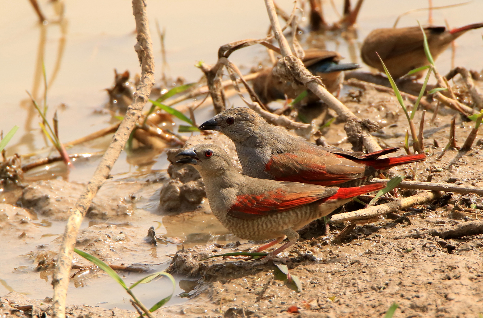Tamron SP 150-600mm F5-6.3 Di VC USD sample photo. Red winged pytilia photography