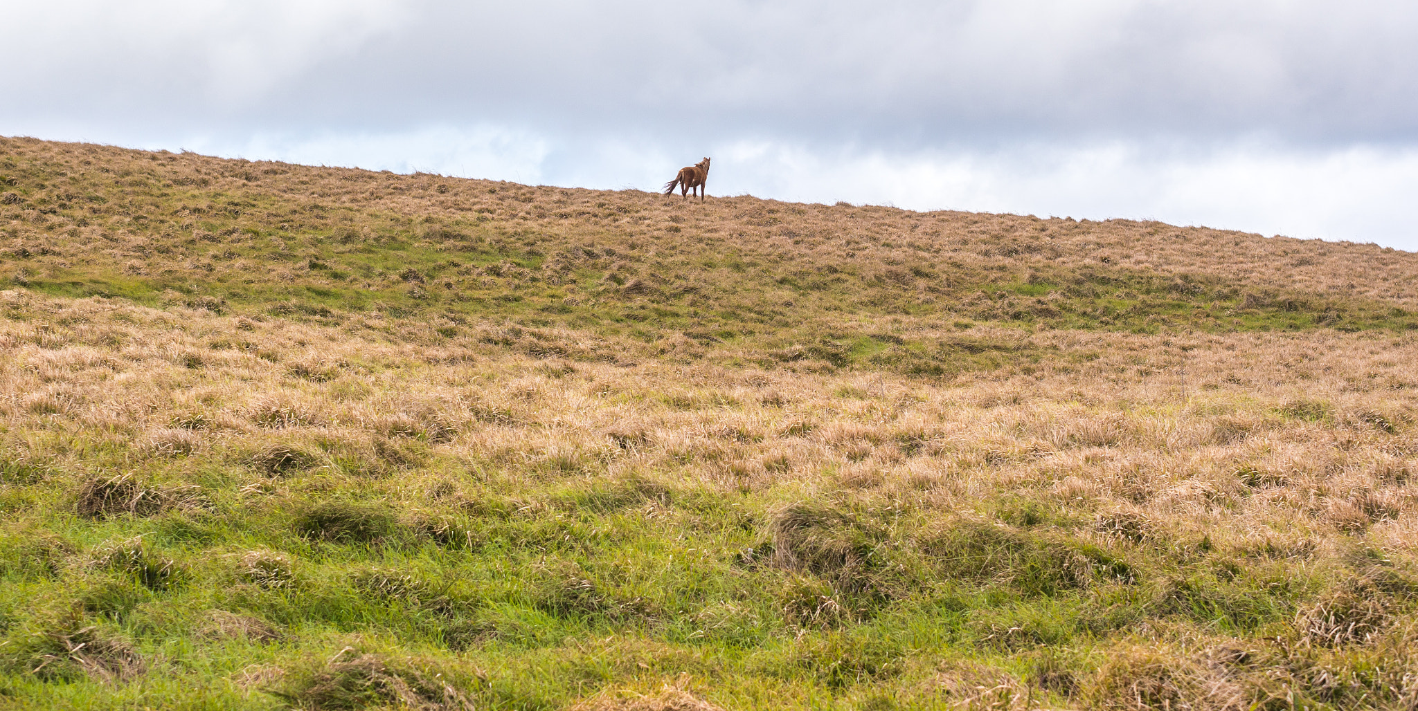 Panasonic Lumix DMC-G5 + Olympus M.Zuiko Digital 45mm F1.8 sample photo. A wild horse on the mountain photography