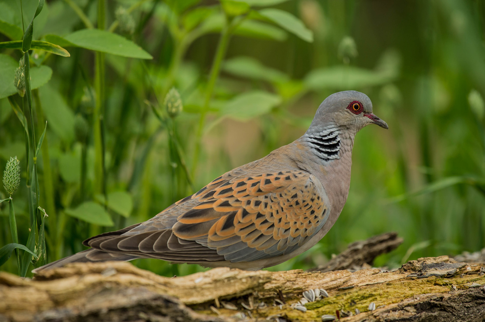 Nikon D3S sample photo. 27585037836.jpg photography