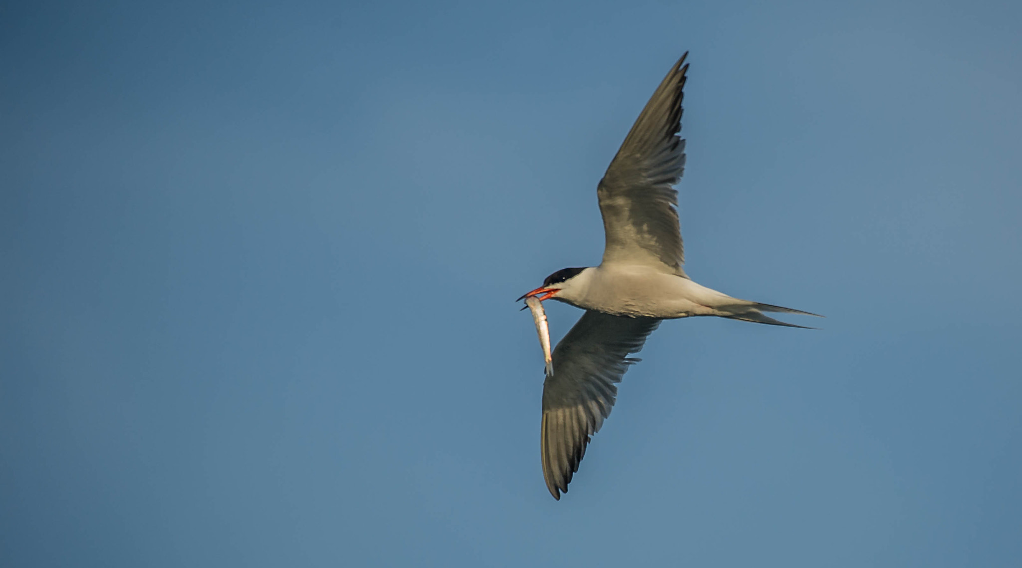 Nikon D3S sample photo. 26997658164.jpg photography