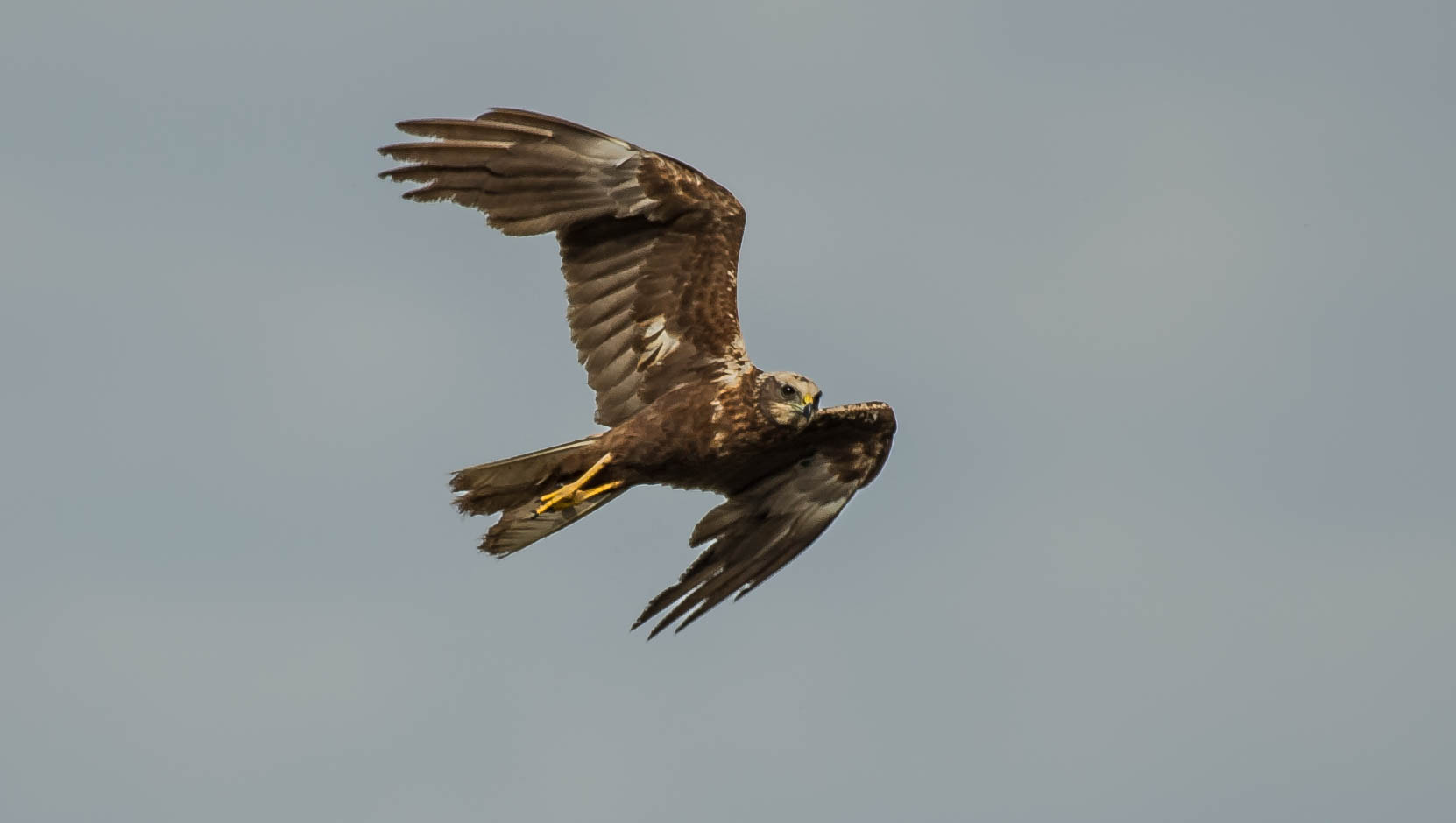 Nikon D3S sample photo. 27573885196.jpg photography