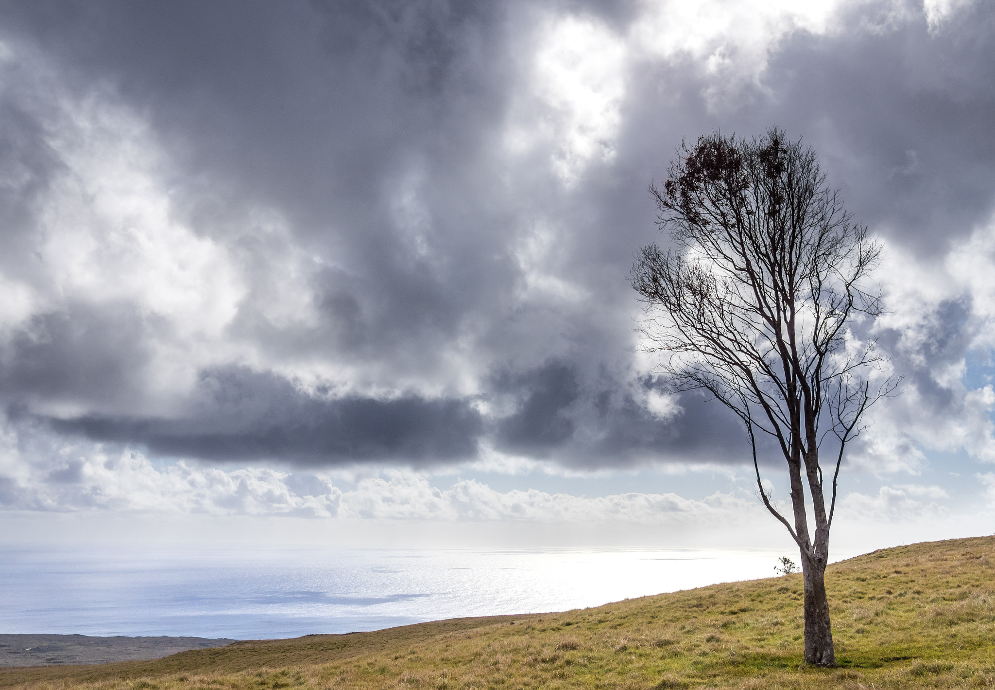 Olympus OM-D E-M1 + Panasonic Lumix G 20mm F1.7 ASPH sample photo. The tree and the storm photography