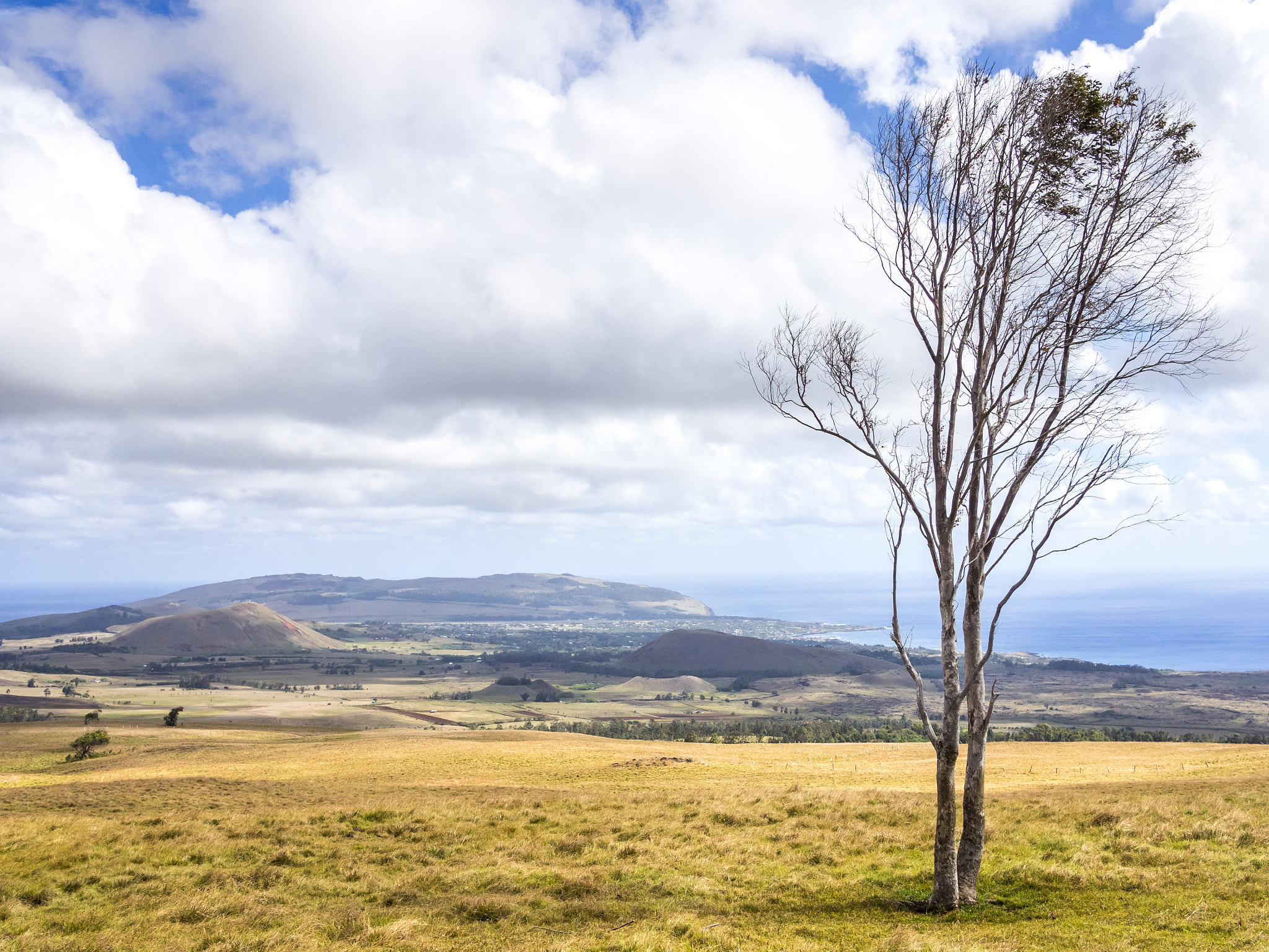 Olympus OM-D E-M1 + Panasonic Lumix G 20mm F1.7 ASPH sample photo. Easter island trees photography