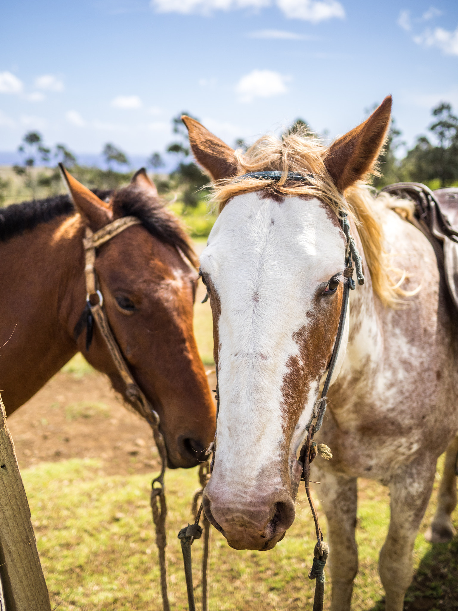Olympus OM-D E-M1 + Panasonic Lumix G 20mm F1.7 ASPH sample photo. Easter island horses photography